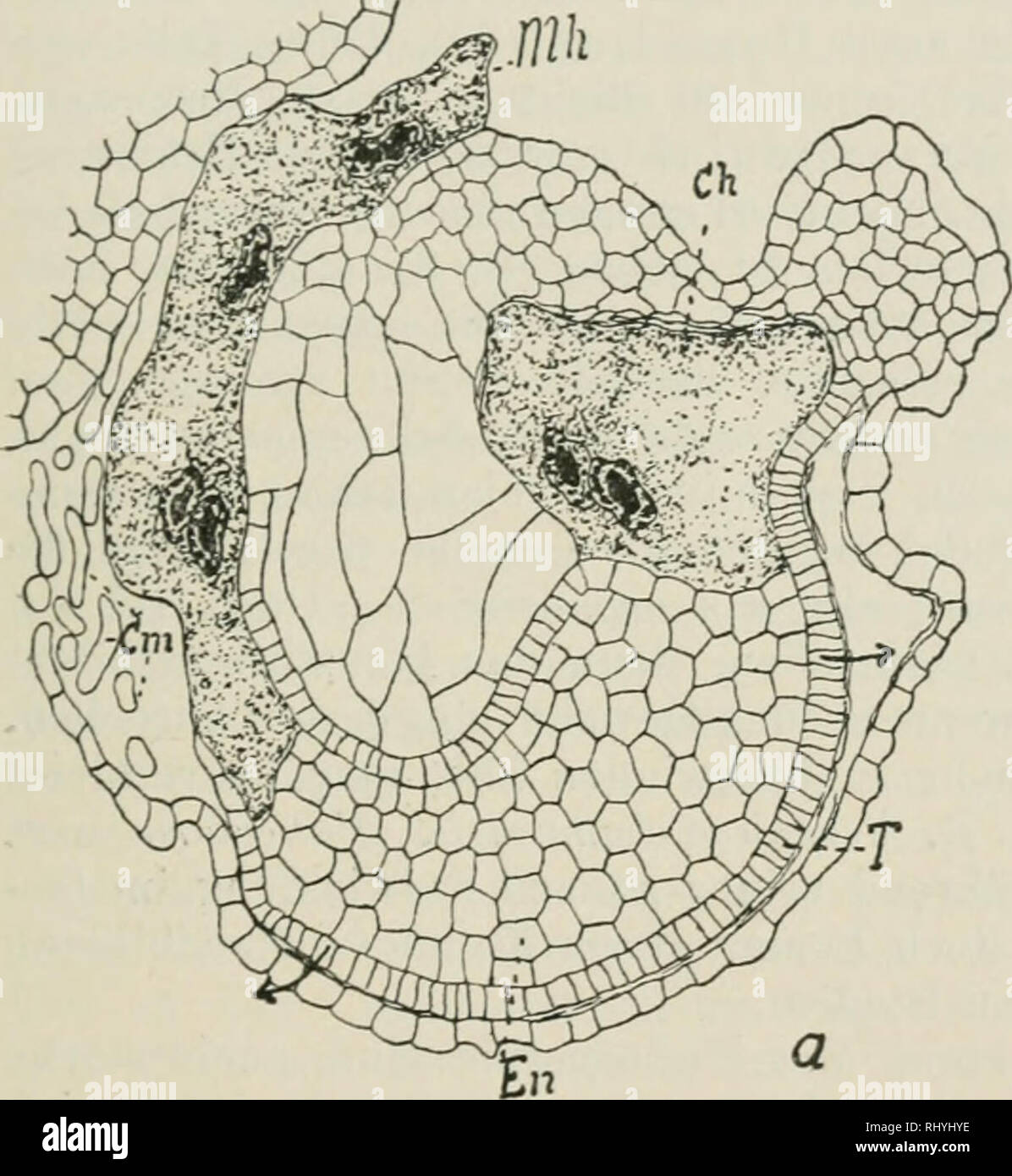 . Beihefte zum botanischen Centralblatt. Les plantes. Schniid, Beiträge /.. Entwicklungsgeschichte d. Scrophulariaceae. Aussi deinentsprecliend 207 sind zu modifizieren. Mikropylhaustorium Qoch Das bleibt eine Zeit lang unverändert, sich etwas mit streckt nur dein Wachstum der Schichten begrenzenden Chalazahaustorium.1) Das dagegen treibt hald eine starke seitliche Ausbuchtung, die unter den Tapetenzellen unmittelbar nimmt ihren Ursprung und unter einem spitzen Winkel dans der Richtung des Leituugsstranges nach oben wächst (Fig. 19). V. hederifolia verhält sich bis dahin également dans Haustori Bezug auf die Banque D'Images