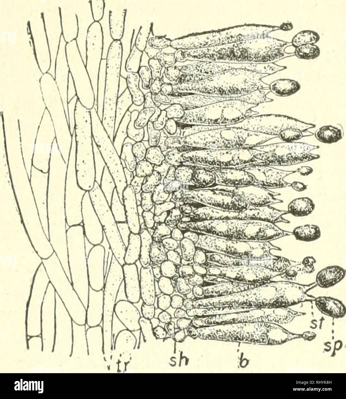 . Les débutants la botanique. La botanique. Des études dans les cryptogames 195. Fig. 286. -Partie de Gill du cul- tivated. Champignons tr, trama tissu ; sh, hymeniiim ; b, baside ; si, stérigmates ; sp, spore. (Atkinson). wliicli avec connexion les spores sont supportés. Ces parties aériennes sont les seules qui nous avons l'habitude de voir, et qui constituent le ''- mush room partie (Fig. 131). Spores asexuées seulement {ba- sidiospores) sont produits, et sur les tiges courtes {les basides) (Fig. 286). Dans la puff-balles les spores sont et non commerçante constituent une grande partie de la fumée." "Dans les champignons et toadstools ils sont supportés sur Banque D'Images