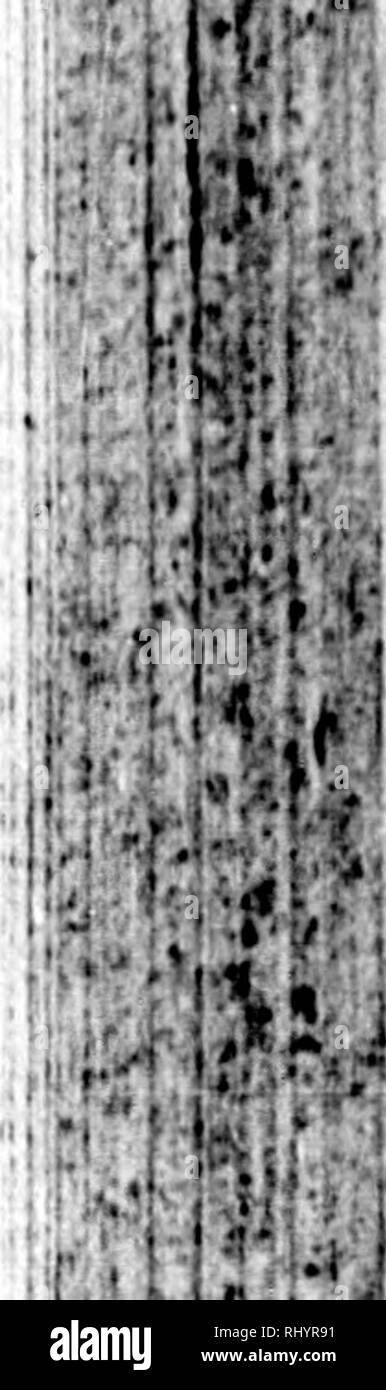 . L'histoire naturelle des oiseaux [microforme] : les Français du Comte de Buffon. L'ornithologie, les oiseaux, ornithologie, Oiseaux. t 4*3 { } »¢tf %u I . L'UMBRE TOUFFETÉ. Â€" Omiritit. Buff. 5F"/Â" â ¢/Vmbritta. G mel. Seofur*. . Briflf tfaifi LRP la connaissance de l'oiseau nous sommes redevables à Adanfon ^, qui trouvent qu'il est au Sénégal. Il est plutôt plus grande que la nuit Héron. Il doit son nom à la dun ou umbre de caft son plumage. Il devrait être considéré comme une anomalie dans la tribu de fpecies Marfh-birds ; car il n'appartient pas exaflly à aucun d'entre eux. Il pourrait être claffed avec les hérons, si son projet de loi n'avait pas Banque D'Images
