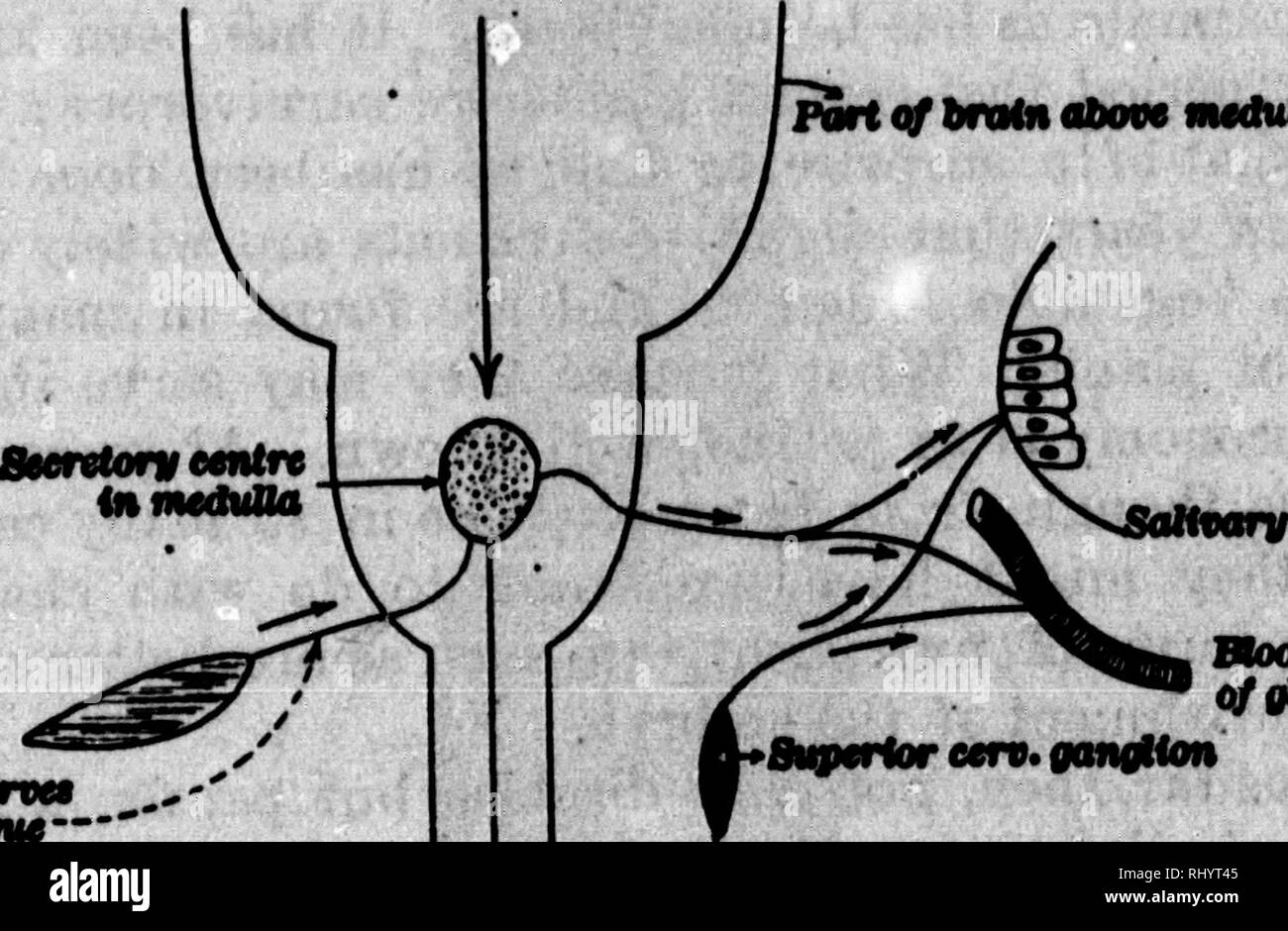 . Un texte-livre de physiologie animale [microforme] : avec des chapitres d'introduction sur la biologie générale et un traitement complet de reproduction, pour les étudiants des droits de l'homme et la médecine vétérinaire (comparative) et de biologie générale. La Physiologie, physiologie vétérinaire ; comparatifs ; physiologie comparée ; physiologie vétérinaire. pas PHTSIOLOOY AKIMAL. 11 relations avec les tomical des glandes salivaires dans certains mammifères, de nous, de lui rappeler que la glande sous-maxillaire a une double alimentation nerveux : 1. À partir de la branches sympathique cervical en passant à la glande le long de ses artères. 2. Du nerf tympanique chorda, Banque D'Images