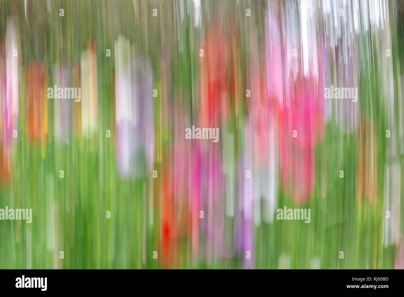 Arrière-plan coloré par created​ glisser sur l'appareil photo quelques fleurs colorées Banque D'Images