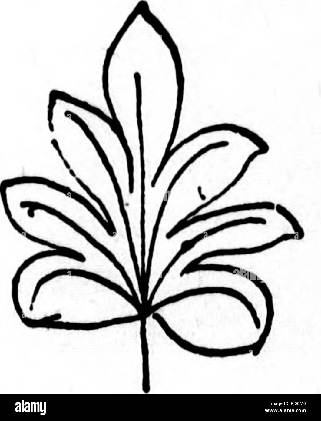 . L'histoire des plantes [microform]. Les plantes ; botanique ; plantes ; Botanique. iiG. 2.-fabricants de feuilles nervurées. Les veines sont les mêmes dans les trois feuilles, mais ils en dififer• * La somme à laquelle ils sont remplis. Le langage technique, palmées et pennées). Dans le plan fiyiger-comme les côtes s'écartent de tous un point commun, plus ou moins radialement. Dans le "plan de plumes comme les nervures sont disposées en paires oppo- site sur les côtés d'une ligne commune ou nervure centrale. Pourtant, même ces deux plans distincts fusionnent en un à l'autre par degrés imperceptibles de-, comme vous pouvez le voir si vous regardez les accom- panying diagr Banque D'Images