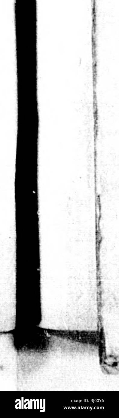 . Bemerkungen auf einer Reise in die südlichen Statthalterschaften des russischen Reichs in den Jahren 1793 und 1794 [microforme]. Natural history ; histoire naturelle ; sciences naturelles ; sciences naturelles. 4'' M^ ^j.. Veuillez noter que ces images sont extraites de la page numérisée des images qui peuvent avoir été retouchées numériquement pour plus de lisibilité - coloration et l'aspect de ces illustrations ne peut pas parfaitement ressembler à l'œuvre originale.. Pallas, Peter Simon, 1741-1811. Leipzig : Gottfried Bey Martini Banque D'Images