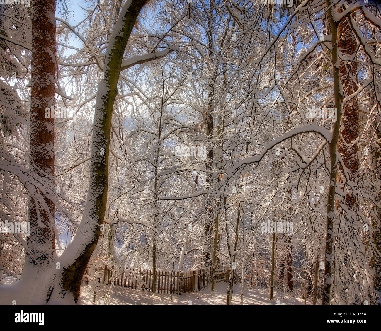 DE - BAVARIA : forêts d'hiver le long de la rivière Isar, à Bad Toelz (image HDR) Banque D'Images