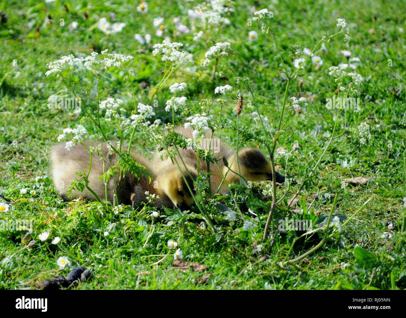 Les oisillons de bernaches du Canada (Branta canadensis) dans les marais de Walthamstow, London, UK. Banque D'Images