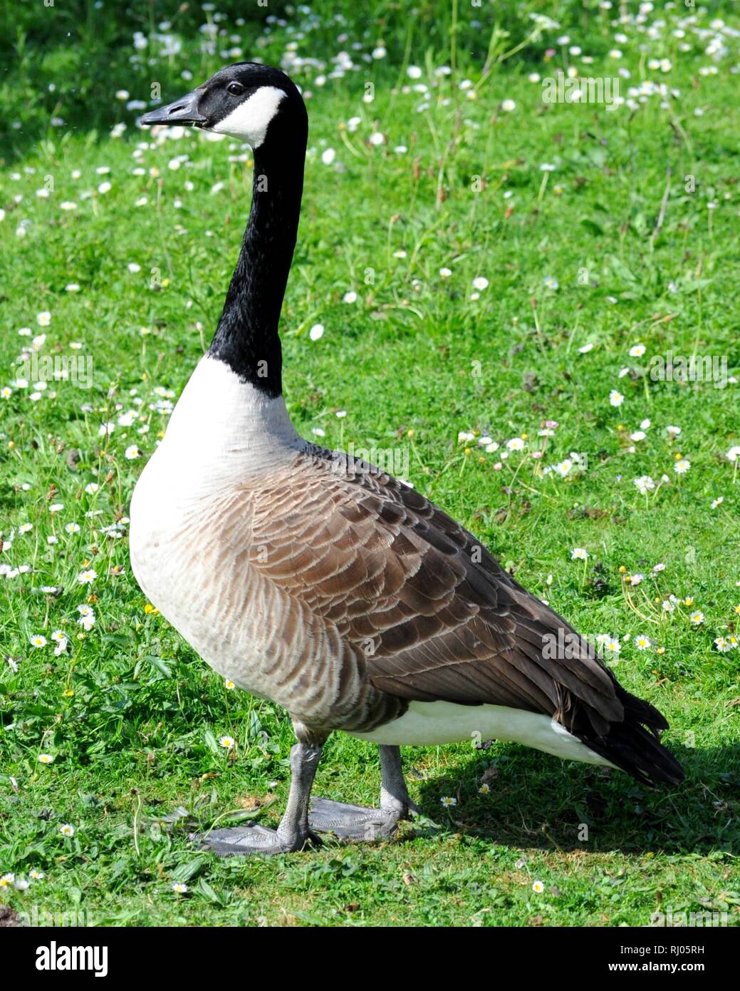 Bernache du Canada (Branta canadensis) dans les marais de Walthamstow, London, UK. Banque D'Images