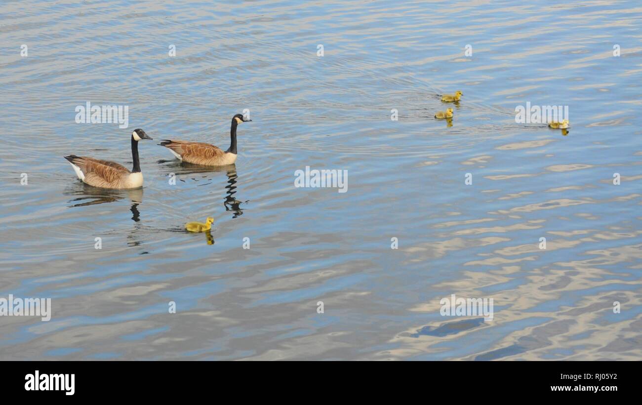 La bernache du Canada (Branta canadensis) dans les marais de Walthamstow, London, UK. Banque D'Images