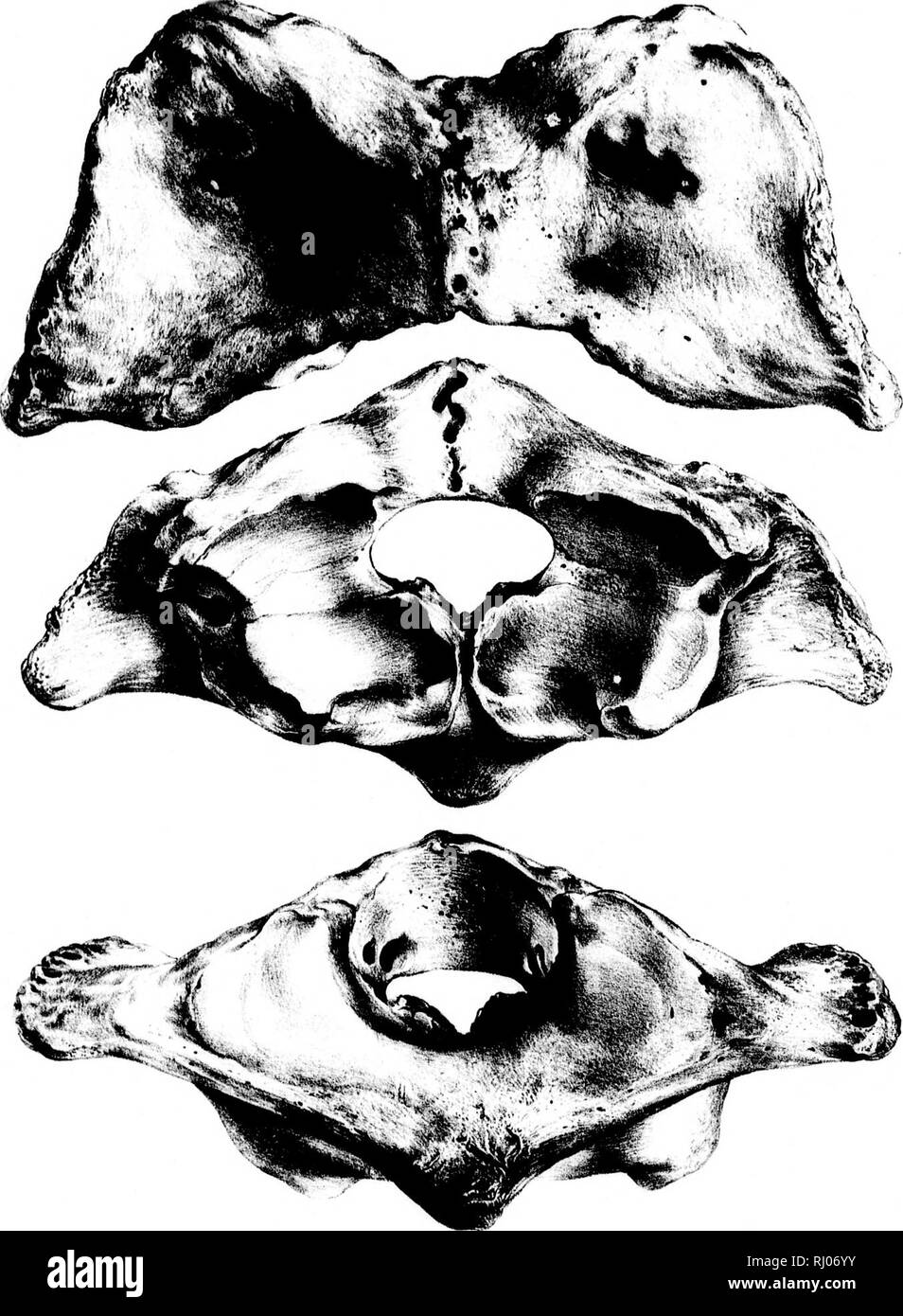 . La zoologie du voyage de H.M.S. Herald [microforme] : sous le commandement du capitaine Henry Kellet, R.N., C.B., durant les années 1845-51. La paléontologie, reptiles, mammifères, les combustibles fossiles ; ; poissons, les combustibles ; paléontologie ; reptiles fossiles ; mammifères fossiles ; poissons fossiles. rial^V. . .J. .11 ..JE Mill "l/l'. Veuillez noter que ces images sont extraites de la page numérisée des images qui peuvent avoir été retouchées numériquement pour plus de lisibilité - coloration et l'aspect de ces illustrations ne peut pas parfaitement ressembler à l'œuvre originale.. Richardson, John, Sir, 1787-1865 ; Forbes, Edward, 1815-1854. Lond Banque D'Images