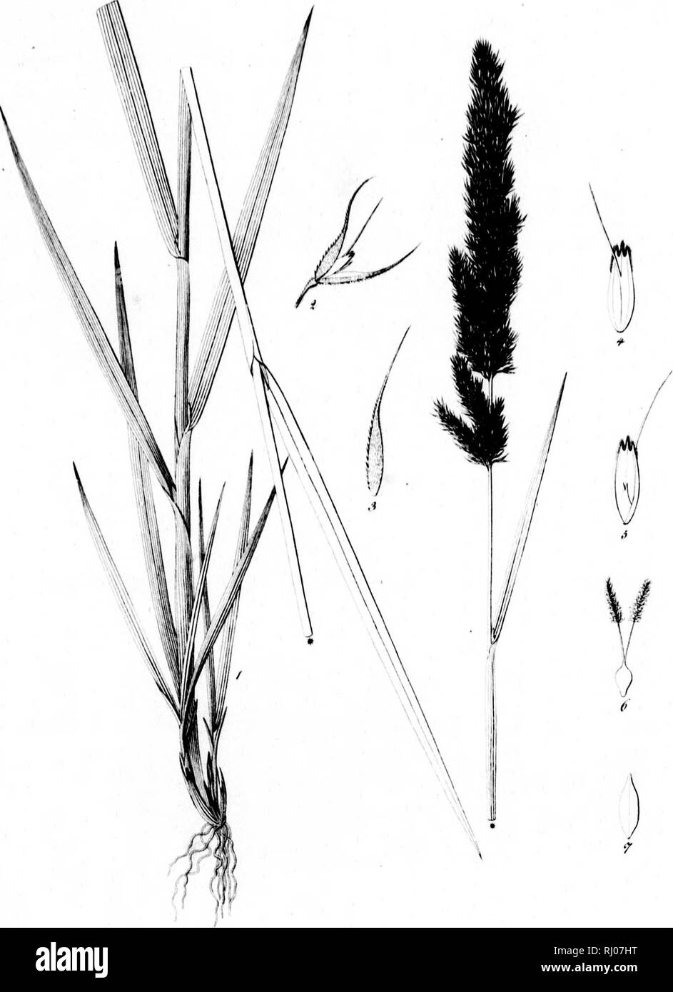 . Haenkeanae Reliquiae seu Descriptiones et icones plantarum, quas in America meridionali et boreali, dans Philippinis insulis et Marianas collegit Thaddée Haenke, philosophiae doctor, phytographus regis hispaniae [microform]. Haenke, Thaddeus, 1761-1817 ; Haenke, Thaddeus, 1761-1817 ; botanique ; Botanique. &Lt ;',h J. x/.. Â Â Â ¢ ¢ : -^ii/rt .â //,&lt;l/.t. ^. Veuillez noter que ces images sont extraites de la page numérisée des images qui peuvent avoir été retouchées numériquement pour plus de lisibilité - coloration et l'aspect de ces illustrations ne peut pas parfaitement ressembler à l'œuvre originale.. Presl, Karel, BoTrivoj Banque D'Images