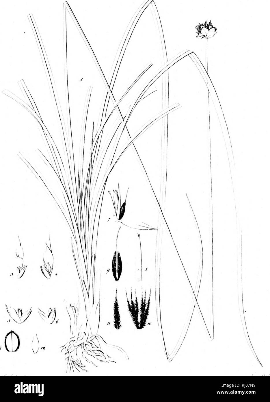 . Haenkeanae Reliquiae seu Descriptiones et icones plantarum, quas in America meridionali et boreali, dans Philippinis insulis et Marianas collegit Thaddée Haenke, philosophiae doctor, phytographus regis hispaniae [microform]. Haenke, Thaddeus, 1761-1817 ; Haenke, Thaddeus, 1761-1817 ; botanique ; Botanique. ,'/^a6.7 XX7.. i. 1' ! Fi' |l ! Il â ¢ /â .7;f/,i .',/. &Lt ; !^. Veuillez noter que ces images sont extraites de la page numérisée des images qui peuvent avoir été retouchées numériquement pour plus de lisibilité - coloration et l'aspect de ces illustrations ne peut pas parfaitement ressembler à l'œuvre originale.. Presl, Karel Banque D'Images
