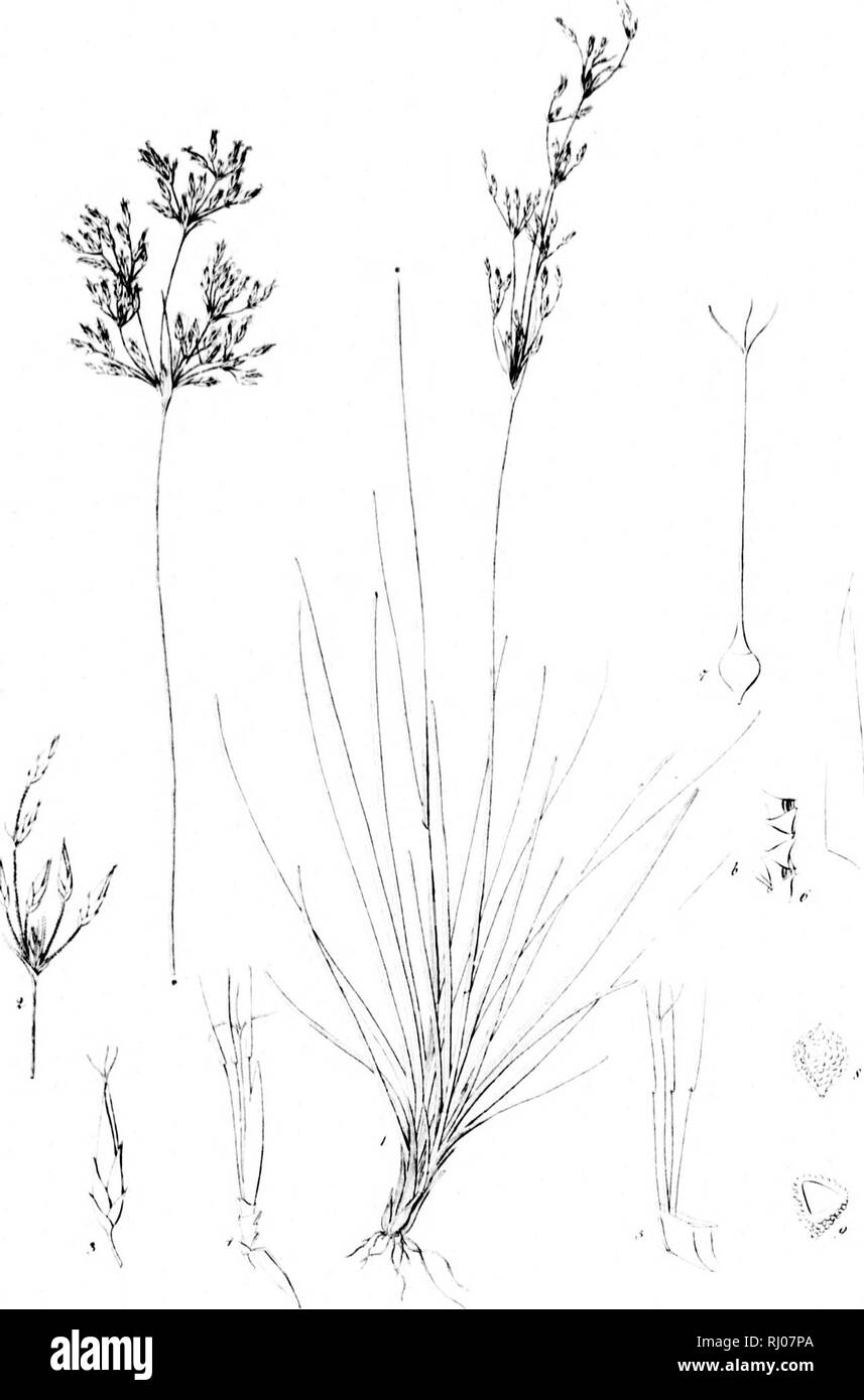 . Haenkeanae Reliquiae seu Descriptiones et icones plantarum, quas in America meridionali et boreali, dans Philippinis insulis et Marianas collegit Thaddée Haenke, philosophiae doctor, phytographus regis hispaniae [microform]. Haenke, Thaddeus, 1761-1817 ; Haenke, Thaddeus, 1761-1817 ; botanique ; Botanique. Â ', !/â . xxxw. l m-^, !  ! F ''â rf^^ ,,-,/'. Veuillez noter que ces images sont extraites de la page numérisée des images qui peuvent avoir été retouchées numériquement pour plus de lisibilité - coloration et l'aspect de ces illustrations ne peut pas parfaitement ressembler à l'œuvre originale.. Presl, Karel, BoTrivoj 179 Banque D'Images
