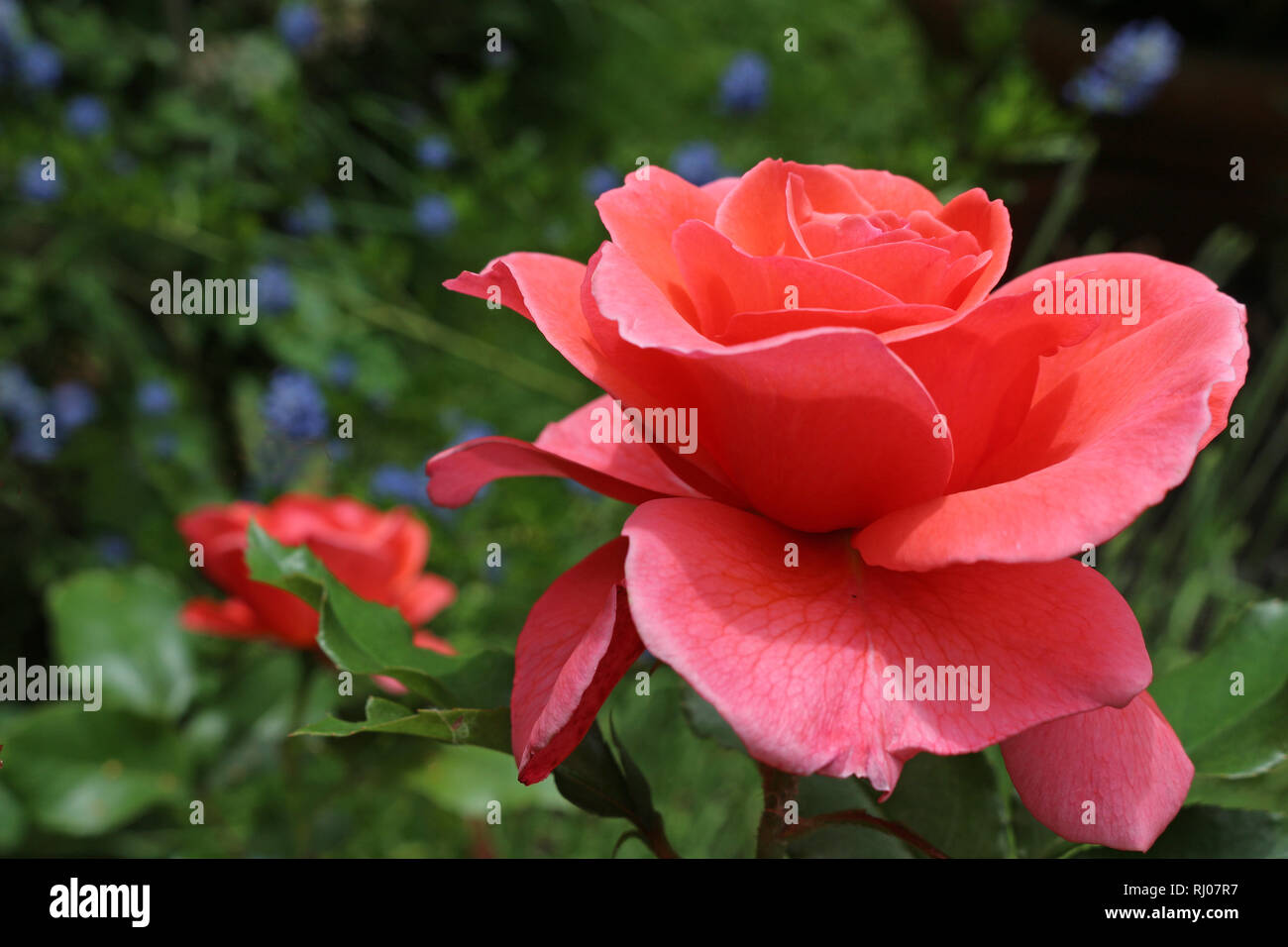 Les roses rouges croissant dans un jardin Banque D'Images