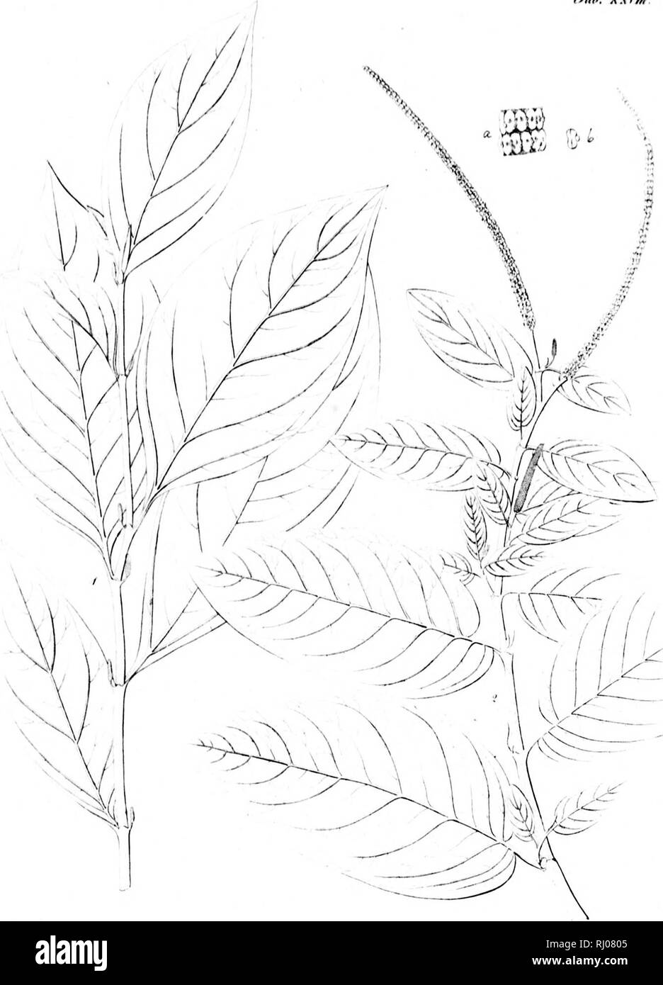 . Haenkeanae Reliquiae seu Descriptiones et icones plantarum, quas in America meridionali et boreali, dans Philippinis insulis et Marianas collegit Thaddée Haenke, philosophiae doctor, phytographus regis hispaniae [microform]. Haenke, Thaddeus, 1761-1817 ; Haenke, Thaddeus, 1761-1817 ; botanique ; Botanique. W. X'l'j. l^ | !- :-* ; m V"&gt ; il m &gt ; j'• ;"&Lt ;,/,*, j'ai &Lt ; i ;. Veuillez noter que ces images sont extraites de la page numérisée des images qui peuvent avoir été retouchées numériquement pour plus de lisibilité - coloration et l'aspect de ces illustrations ne peut pas parfaitement ressembler à l'œuvre originale.. Banque D'Images