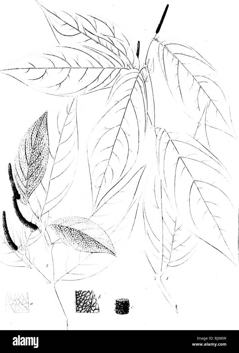 . Haenkeanae Reliquiae seu Descriptiones et icones plantarum, quas in America meridionali et boreali, dans Philippinis insulis et Marianas collegit Thaddée Haenke, philosophiae doctor, phytographus regis hispaniae [microform]. Haenke, Thaddeus, 1761-1817 ; Haenke, Thaddeus, 1761-1817 ; botanique ; Botanique. yu/'. XXIY/.. '--'Y,•.,. y^ ;, : ii l . i i:5 f ' V ' M M 11 ( ; :. ii" ;. Veuillez noter que ces images sont extraites de la page numérisée des images qui peuvent avoir été retouchées numériquement pour plus de lisibilité - coloration et l'aspect de ces illustrations ne peut pas parfaitement ressembler à l'œuvre originale.. Banque D'Images