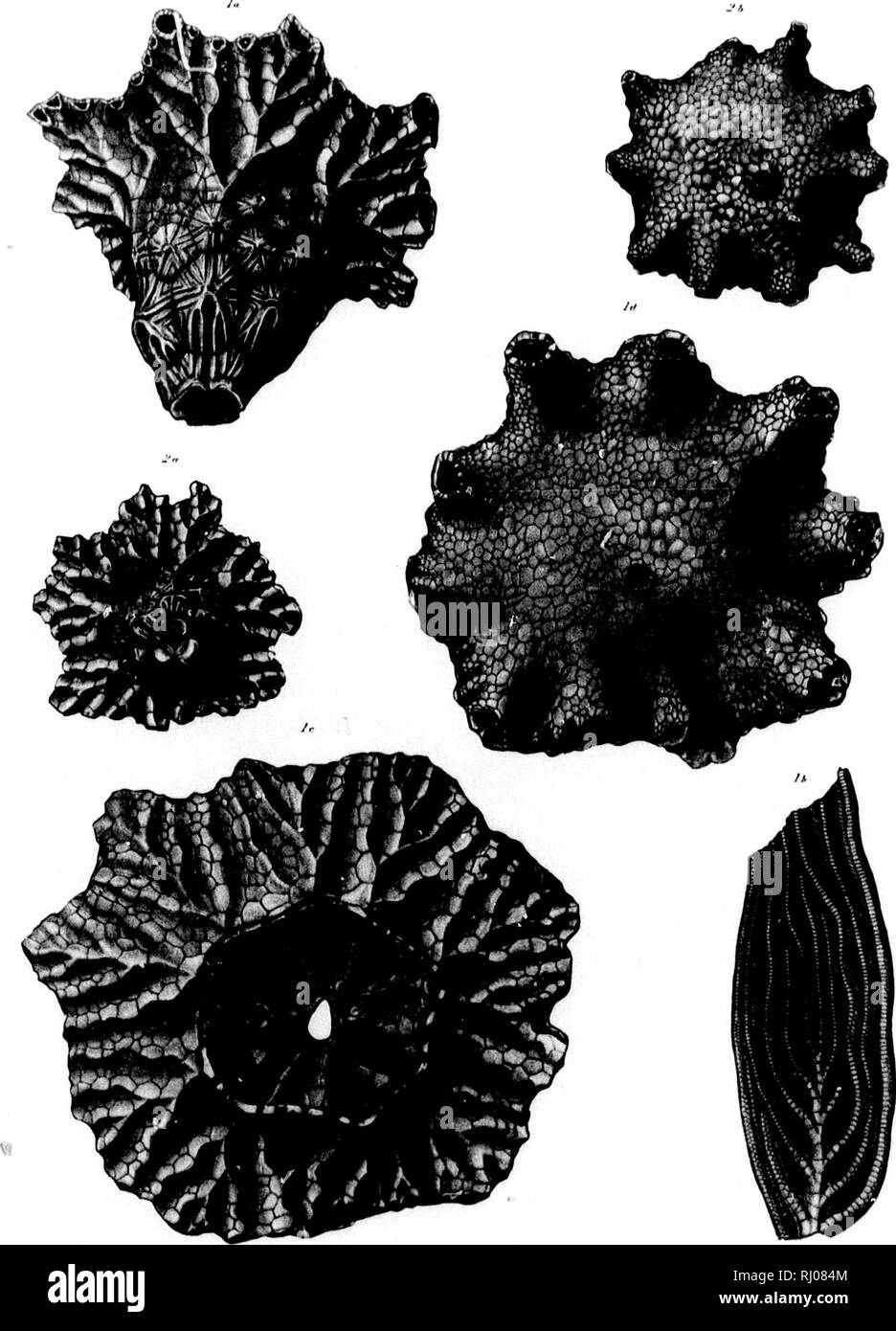 . Le North American Crinoidea camerata [microform]. Crinoidea, CrinoÃ¯ ; fossile des fossiles. .Â ri L ;. lluir : {â â â â /1.' k-. ri-l !.;TEV iTir.*- :.) ! je 1 â nHMM. Veuillez noter que ces images sont extraites de la page numérisée des images qui peuvent avoir été retouchées numériquement pour plus de lisibilité - coloration et l'aspect de ces illustrations ne peut pas parfaitement ressembler à l'œuvre originale.. Wachsmuth, Charles, 1829-1896 ; Springer, Frank, 1848-1927. [Cambridge Mass. ] : Imprimé pour le Musée Banque D'Images