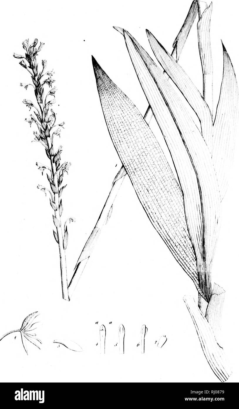. Haenkeanae Reliquiae seu Descriptiones et icones plantarum, quas in America meridionali et boreali, dans Philippinis insulis et Marianas collegit Thaddée Haenke, philosophiae doctor, phytographus regis hispaniae [microform]. Haenke, Thaddeus, 1761-1817 ; Haenke, Thaddeus, 1761-1817 ; botanique ; Botanique. .Ja6. X/. h .-/ /J..//, .'r/ .. Veuillez noter que ces images sont extraites de la page numérisée des images qui peuvent avoir été retouchées numériquement pour plus de lisibilité - coloration et l'aspect de ces illustrations ne peut pas parfaitement ressembler à l'œuvre originale.. Presl, Karel, BoTrivoj 1794-1852. Pragae Banque D'Images