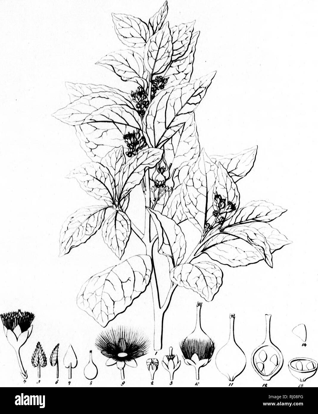 . Haenkeanae Reliquiae seu Descriptiones et icones plantarum, quas in America meridionali et boreali, dans Philippinis insulis et Marianas collegit Thaddée Haenke, philosophiae doctor, phytographus regis hispaniae [microform]. Haenke, Thaddeus, 1761-1817 ; Haenke, Thaddeus, 1761-1817 ; botanique ; Botanique. ' ^C/ ZXIT.. t .* VI, 1/ f/JF// // ///f'f(////X-lt ; //f//J/J. t^^ â u/f/t"^^- y// .&Lt ; :-//V ,^ j !. Veuillez noter que ces images sont extraites de la page numérisée des images qui peuvent avoir été retouchées numériquement pour plus de lisibilité - coloration et l'aspect de ces illustrations ne peut pas parfaitement re Banque D'Images