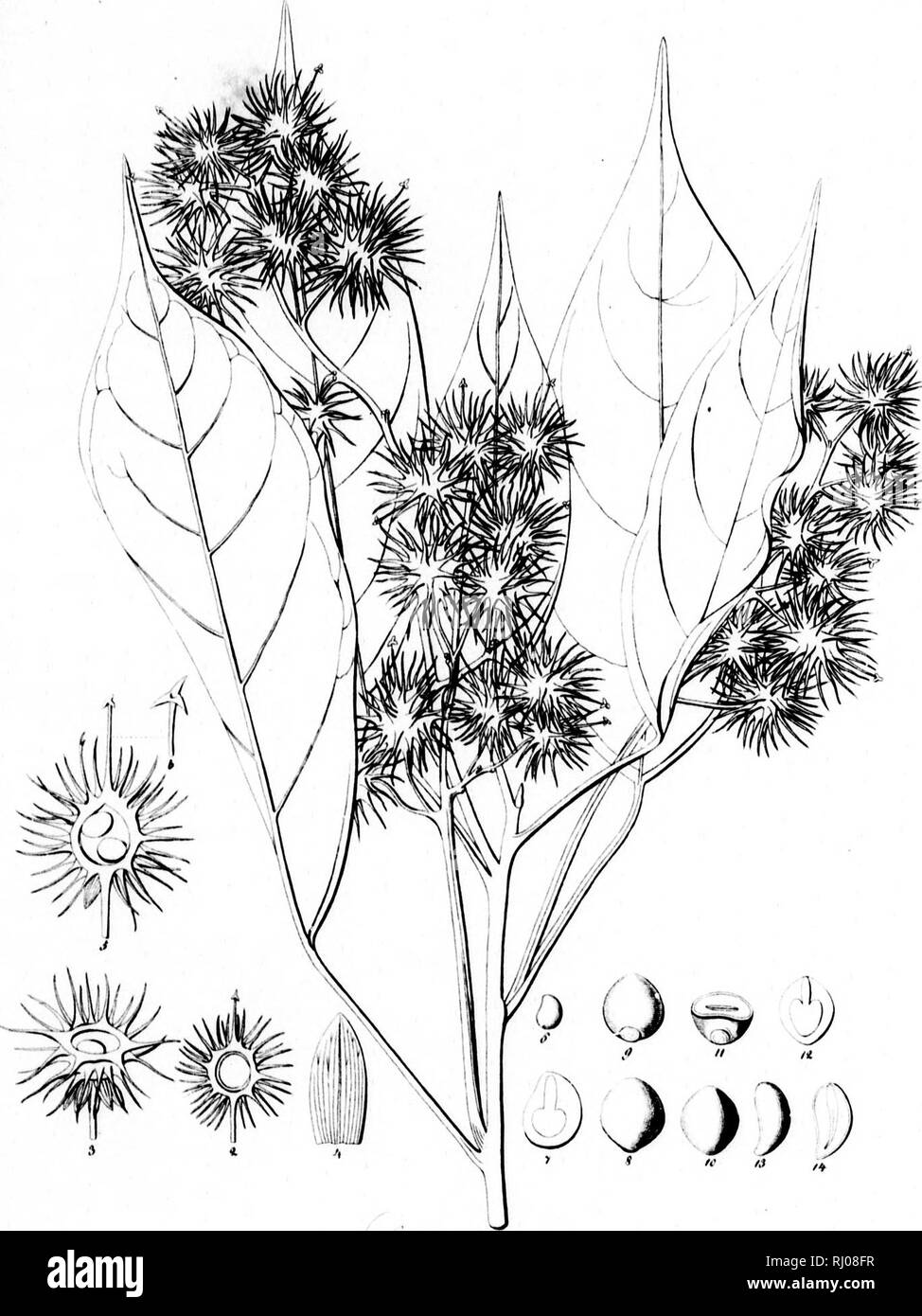 . Haenkeanae Reliquiae seu Descriptiones et icones plantarum, quas in America meridionali et boreali, dans Philippinis insulis et Marianas collegit Thaddée Haenke, philosophiae doctor, phytographus regis hispaniae [microform]. Haenke, Thaddeus, 1761-1817 ; Haenke, Thaddeus, 1761-1817 ; botanique ; Botanique. J'^a/ ll. '^'4'//(M&Lt ;'Af/(/ //// *///f///â€/. Â ' Â ¢*4Â" Â"â/^ j/. ,.'.-Â ¢ ,' !&Lt ;.,/Â". Veuillez noter que ces images sont extraites de la page numérisée des images qui peuvent avoir été retouchées numériquement pour plus de lisibilité - coloration et l'aspect de ces illustrations ne peut pas parfaitement ressembler au Banque D'Images