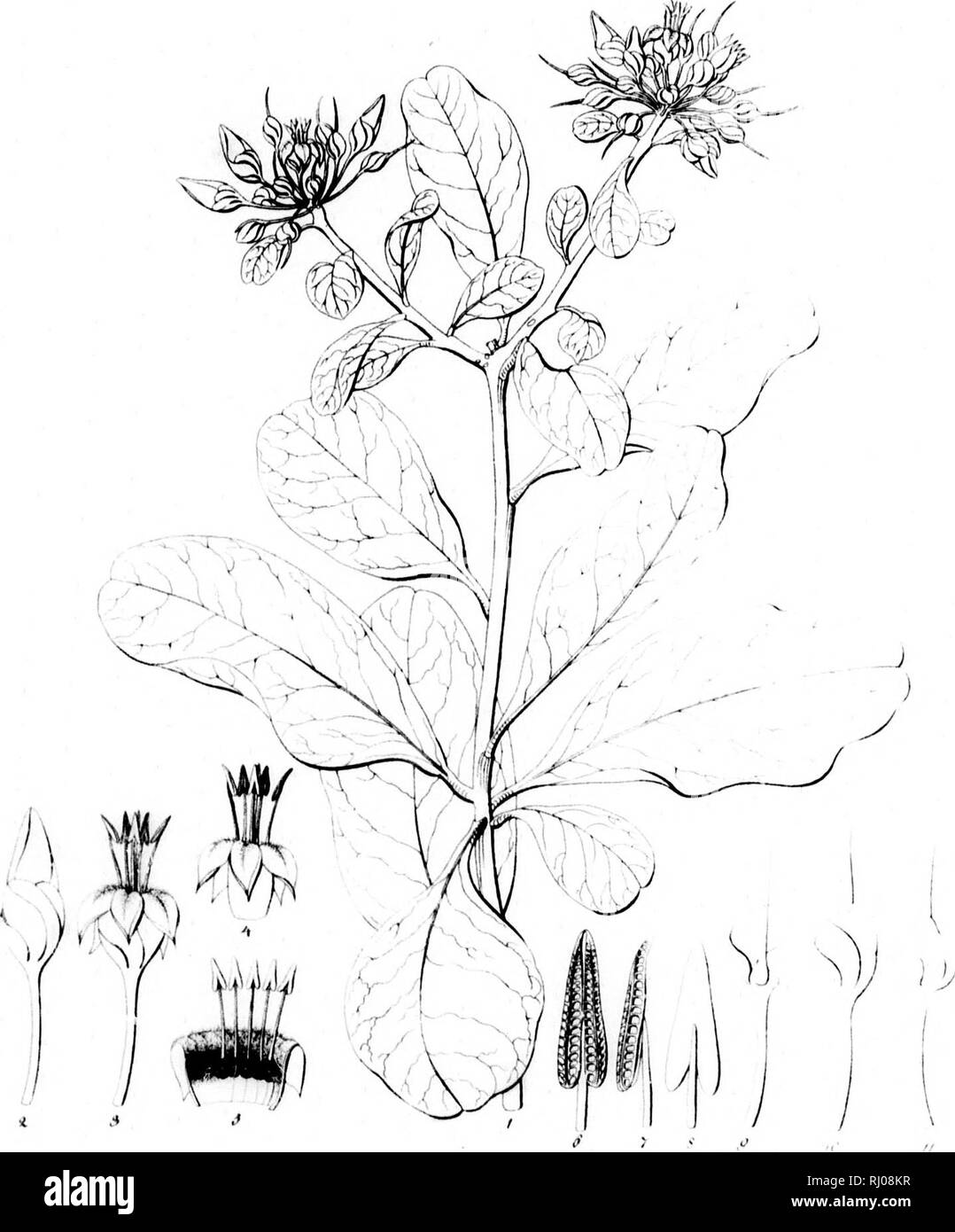 . Haenkeanae Reliquiae seu Descriptiones et icones plantarum, quas in America meridionali et boreali, dans Philippinis insulis et Marianas collegit Thaddée Haenke, philosophiae doctor, phytographus regis hispaniae [microform]. Haenke, Thaddeus, 1761-1817 ; Haenke, Thaddeus, 1761-1817 ; botanique ; Botanique. '^.f/' /./. t- V(//r/.y////,fW /(///^/v, /v/ /•/,/, - jf /. Veuillez noter que ces images sont extraites de la page numérisée des images qui peuvent avoir été retouchées numériquement pour plus de lisibilité - coloration et l'aspect de ces illustrations ne peut pas parfaitement ressembler à l'œuvre originale.. Presl, Karel B Banque D'Images