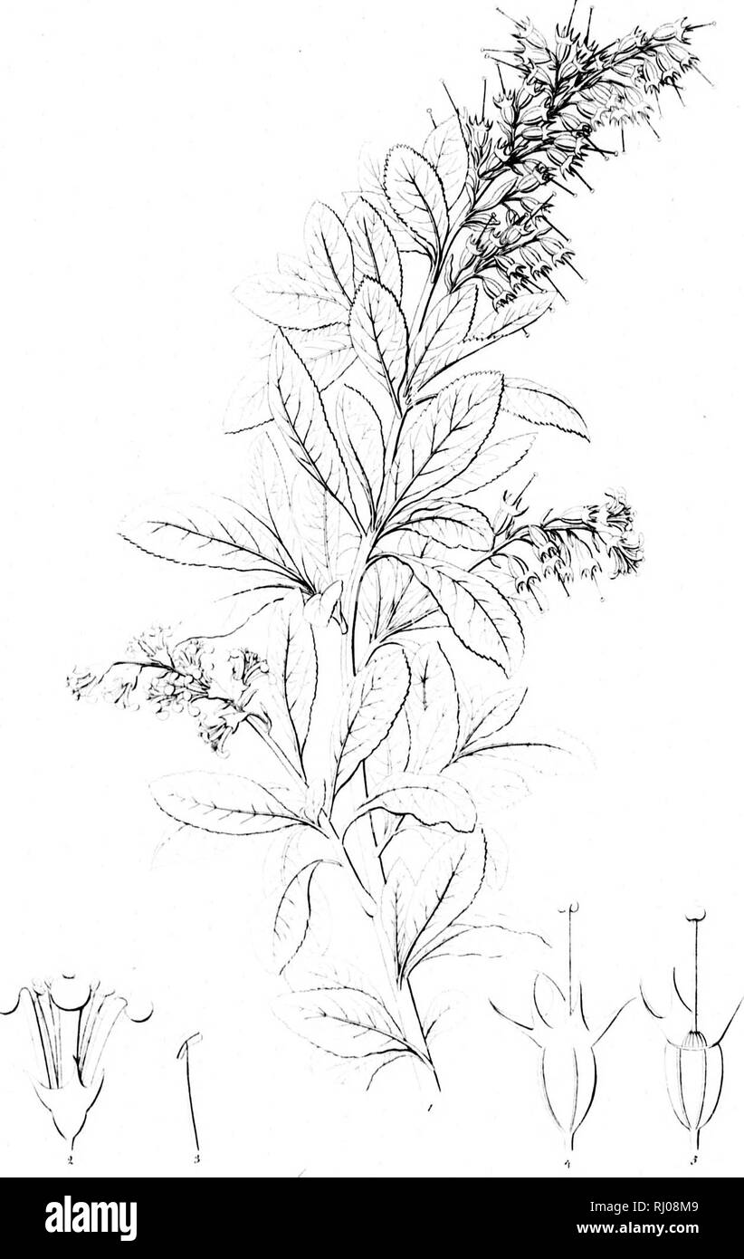 . Haenkeanae Reliquiae seu Descriptiones et icones plantarum, quas in America meridionali et boreali, dans Philippinis insulis et Marianas collegit Thaddée Haenke, philosophiae doctor, phytographus regis hispaniae [microform]. Haenke, Thaddeus, 1761-1817 ; Haenke, Thaddeus, 1761-1817 ; botanique ; Botanique. j,un /.ix '"^'-^'.^^ « j f j i i ! ) ! C^^ ff//('///t////o////f/ .1 :' /..-./. ..V ,/ J'i,,/.t.. Veuillez noter que ces images sont extraites de la page numérisée des images qui peuvent avoir été retouchées numériquement pour plus de lisibilité - coloration et l'aspect de ces illustrations ne peut pas parfaitement r Banque D'Images