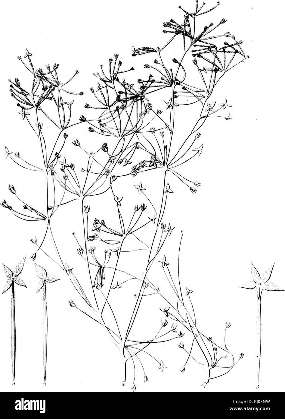 . Haenkeanae Reliquiae seu Descriptiones et icones plantarum, quas in America meridionali et boreali, dans Philippinis insulis et Marianas collegit Thaddée Haenke, philosophiae doctor, phytographus regis hispaniae [microform]. Haenke, Thaddeus, 1761-1817 ; Haenke, Thaddeus, 1761-1817 ; botanique ; Botanique.  :/,T/M/ i li t. Â yf&lt;y/t/a^/////M a//////// 1 xs ,M1 1l' ././ /â r,chc ..:Â ¢ ./ X/j.,/.f. Veuillez noter que ces images sont extraites de la page numérisée des images qui peuvent avoir été retouchées numériquement pour plus de lisibilité - coloration et l'aspect de ces illustrations ne peut pas parfaitement ressembler à t Banque D'Images