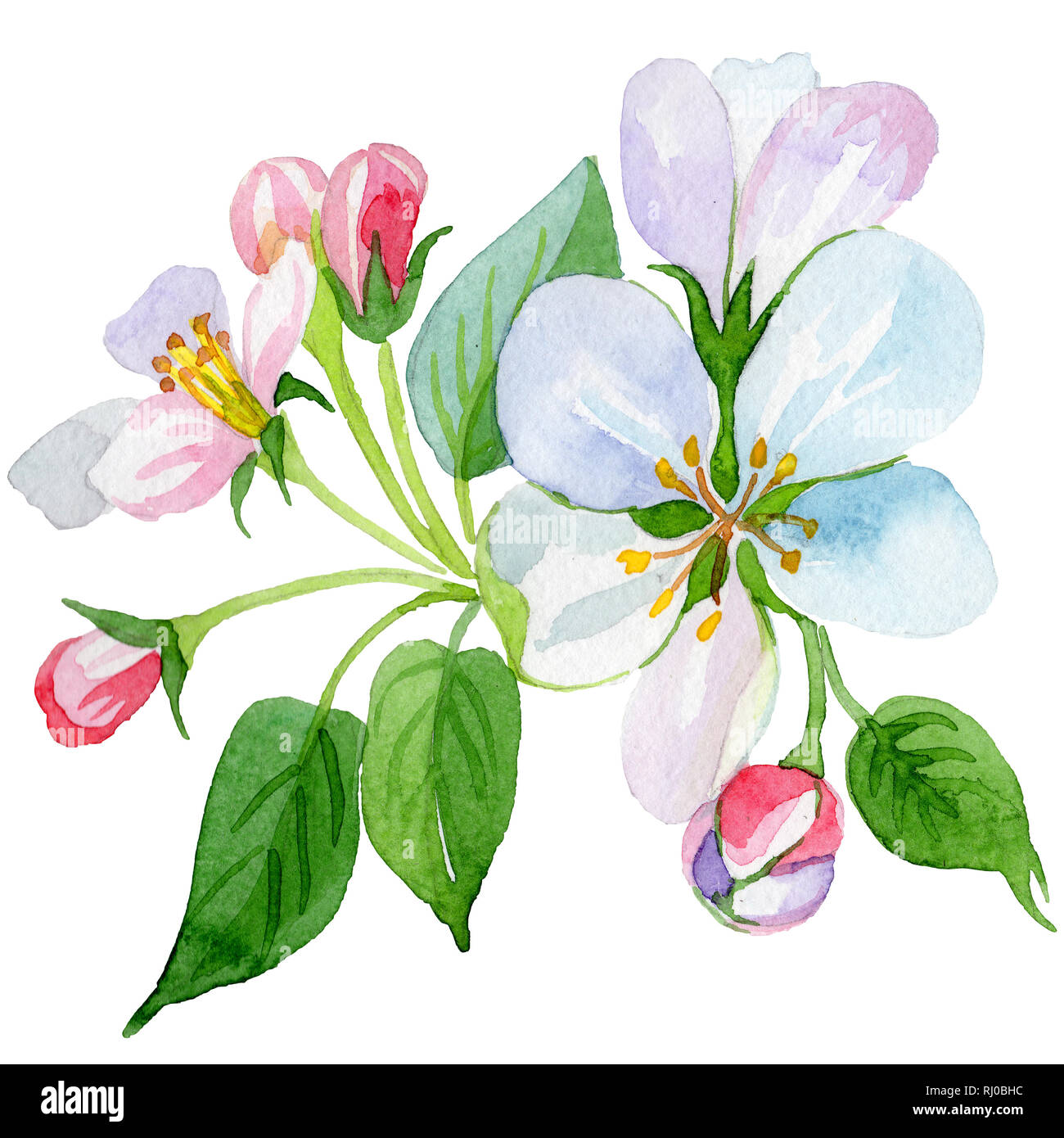 Apple Blossom floral fleur botanique. Contexte aquarelle illustration set. Fleurs isolées illustration élément. Banque D'Images