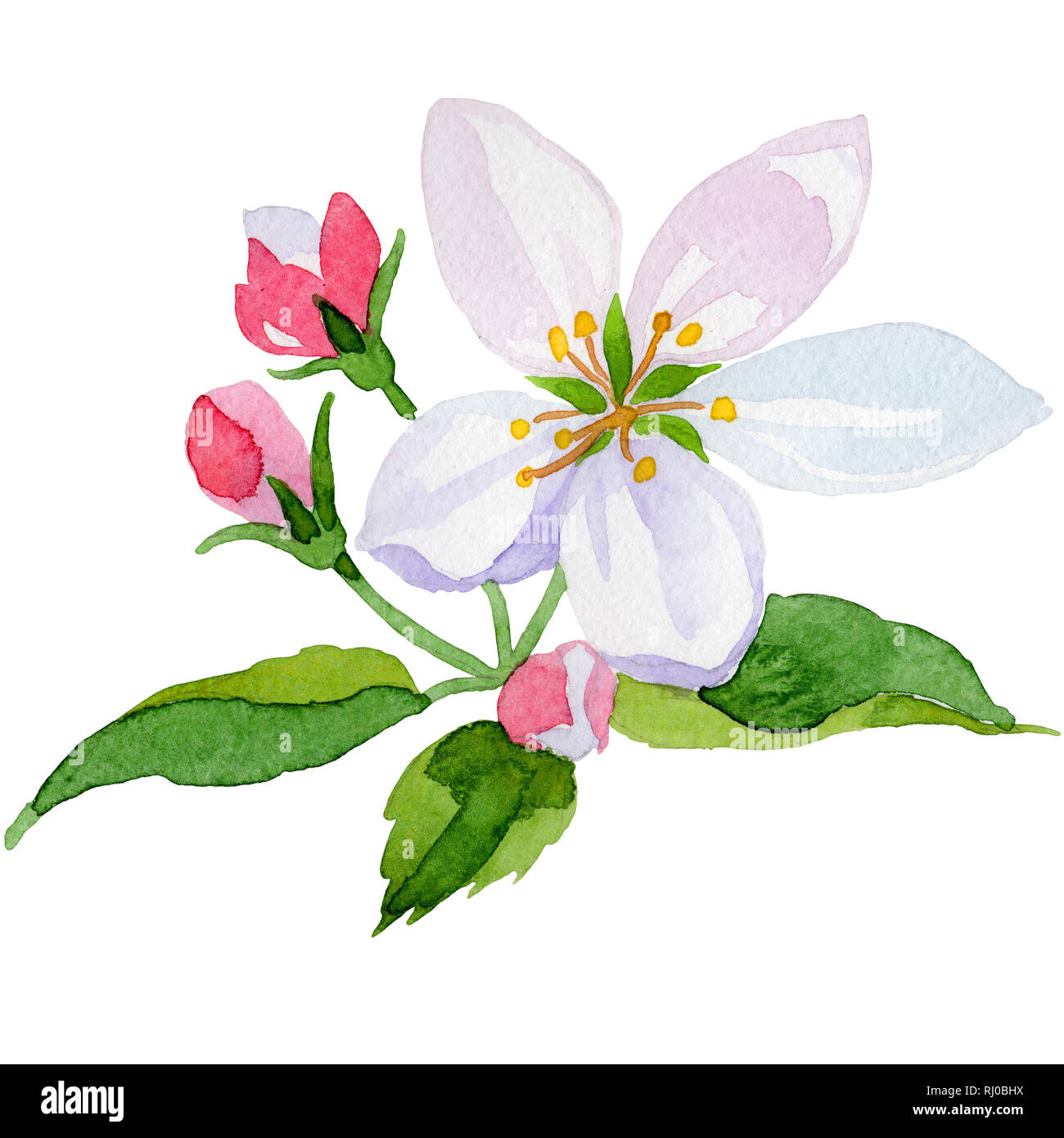 Apple Blossom floral fleur botanique. Contexte aquarelle illustration set. Fleurs isolées illustration élément. Banque D'Images