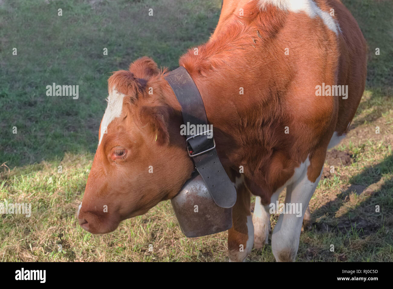 Vache brune avec Bell en vert prairie. Banque D'Images