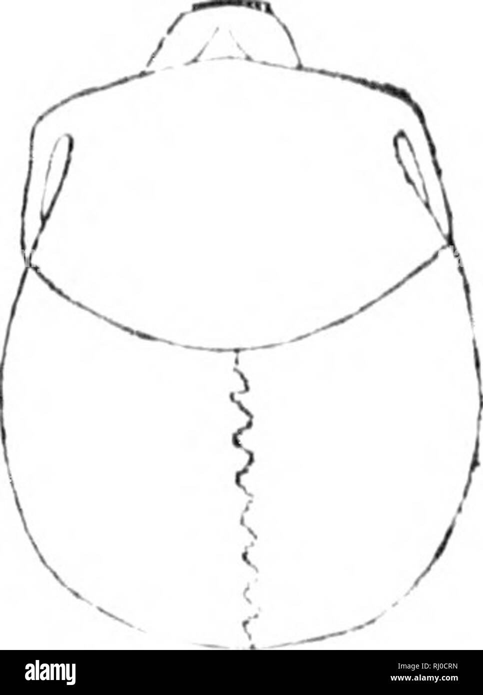 . L'americana, crânes, ou une vue comparative des crânes de diverses nations autochtones d'Amérique du Nord et du Sud [microforme] : pour ce qui est précédé d'une dissertation sur les variétés de l'espèce humaine. Craniology ; les Indiens de l'Amérique du Sud ; Craniologie ; Indiens ; Indiens. m Le CIIINOUKS. J'lHvliL 207 l'iul est une souche;li(. line t'du Ru(III) (lie nez lo (|k ; tTowii ipI'', de l'étain. Iioad Tlicy »* arc ri'prcsciili avait comme un doux et peacialilo wlio iivc, gens ; in comparative iiaj)pines.s. Il y a également près des sources de la rivière Columbia, une tribu encore appelé par le nom ul'. Klatheads^ lon qui ont péché Banque D'Images