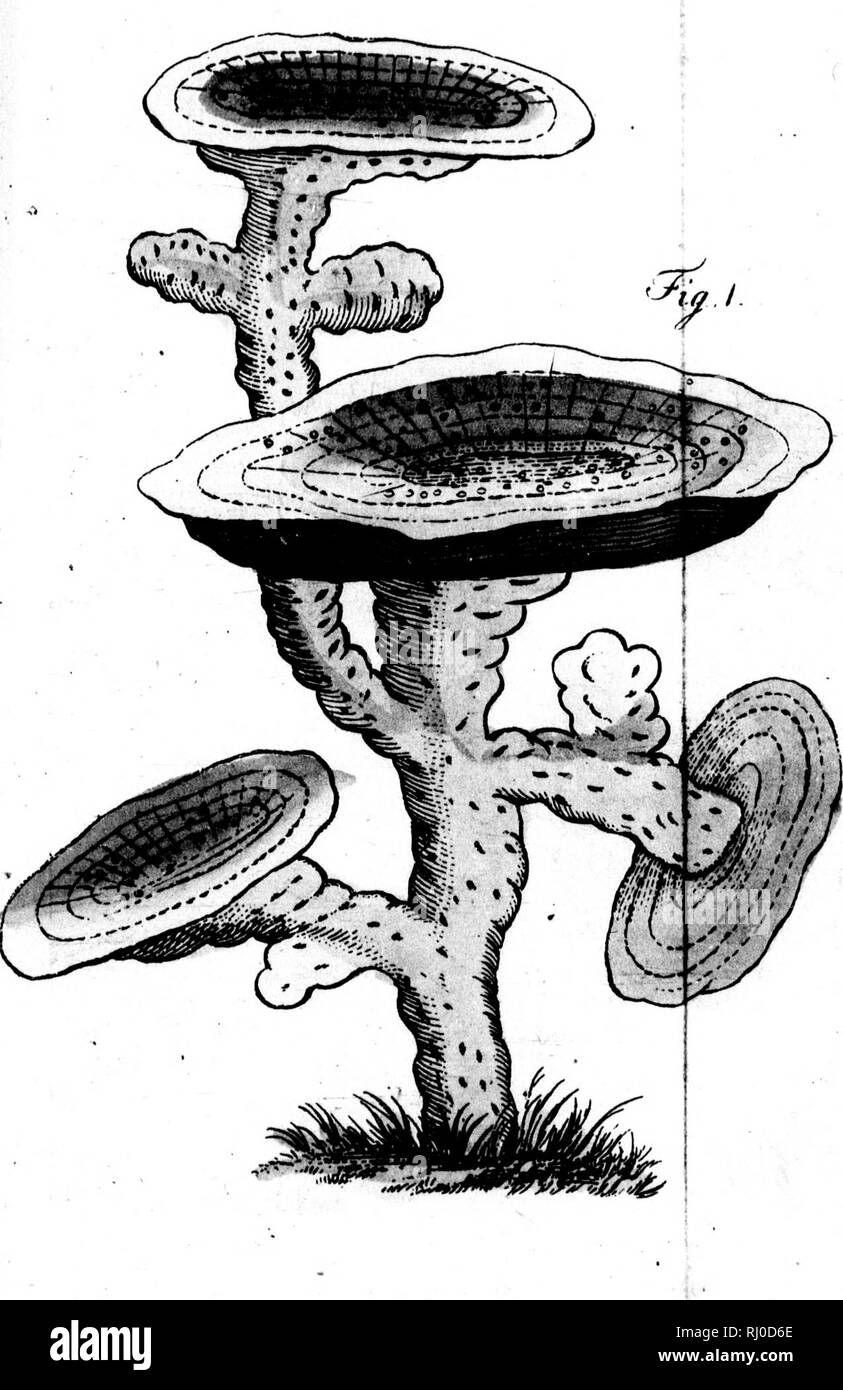. Neue nordische Beyträge zur physikalischen und der geographischen und-Völcurbeschreibung, Naturgeschichte und Oekonomie [microform]. Voyages et voyages ; histoire naturelle ; voyages ; sciences naturelles. . Veuillez noter que ces images sont extraites de la page numérisée des images qui peuvent avoir été retouchées numériquement pour plus de lisibilité - coloration et l'aspect de ces illustrations ne peut pas parfaitement ressembler à l'œuvre originale.. Pallas, Peter Simon, 1741-1811. [Saint-pétersbourg] und Leipzig, Allemagne : Johann Bey Logan Zacharias Banque D'Images