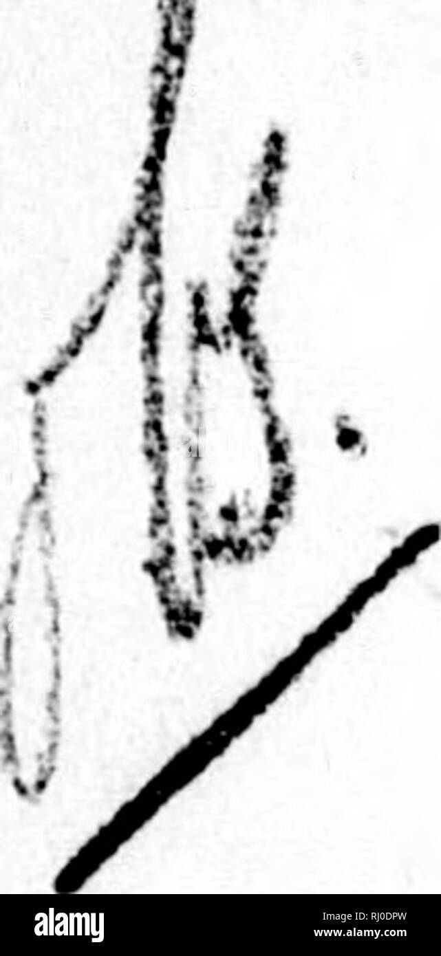 . La découverte et l'aventure dans les mers polaires et les régions [microform]. Franklin, John, Sir, 1786-1847 ; Franklin, John, Sir, 1786-1847 ; Passage du Nord-Ouest ; ; histoire naturelle, Passage du Nord-Ouest ; sciences naturelles. CHAP. XVI. Quantité moyenne d'iliippiug. Catastrophes naturelles. otuao .1. 632 Causes des baleines du Nord. PISHERY Areraffeof 1810-18. L'Angleterre,-Berwick !{ Grimsby li Coque 53| 1| Liverpool Londres ; 171 Lynn si Newcastle 4| 88| 91 Whitby, un BcoTLAND-Aberdeen 10| Banff. Je Dundee 7| Greenock § { J Kirkcaldy | Kirkwall Leith 8i , Montrose' 2^ j'Aberlour 6i a - m Total 131| l'année 1880 a été le plus disa Banque D'Images