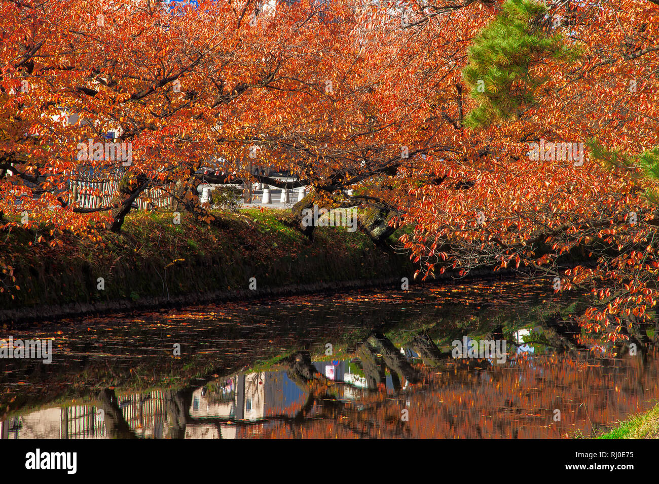 La Gorge de belle rivière Oirase druing la saison d'automne, le Japon Banque D'Images