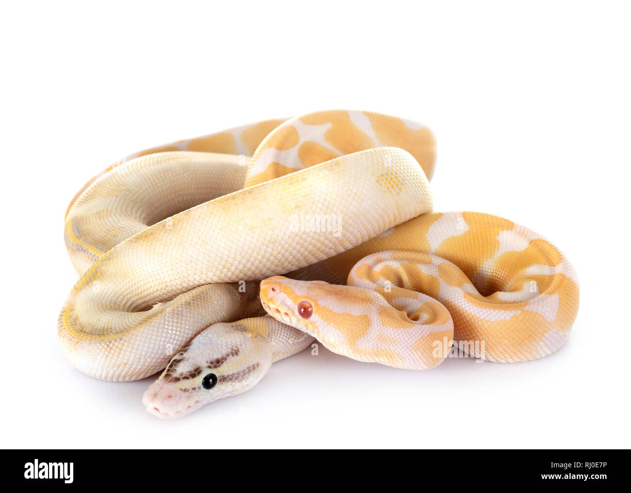 Pythons royal in front of white background Banque D'Images