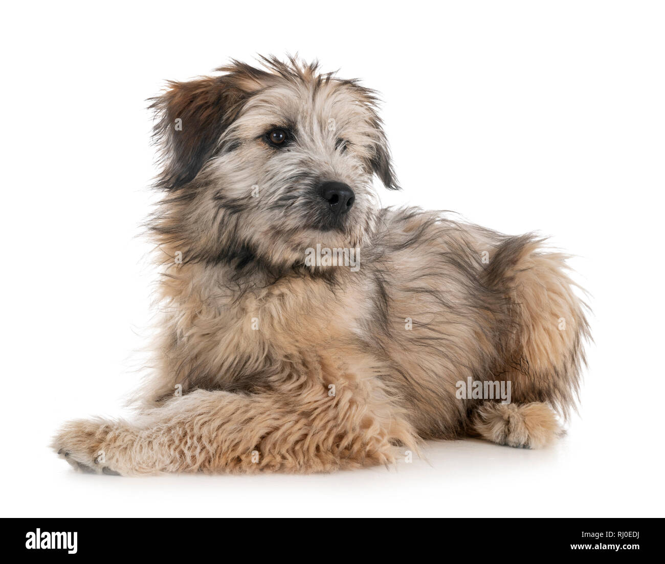 Chiot Berger des Pyrénées in front of white background Photo Stock - Alamy