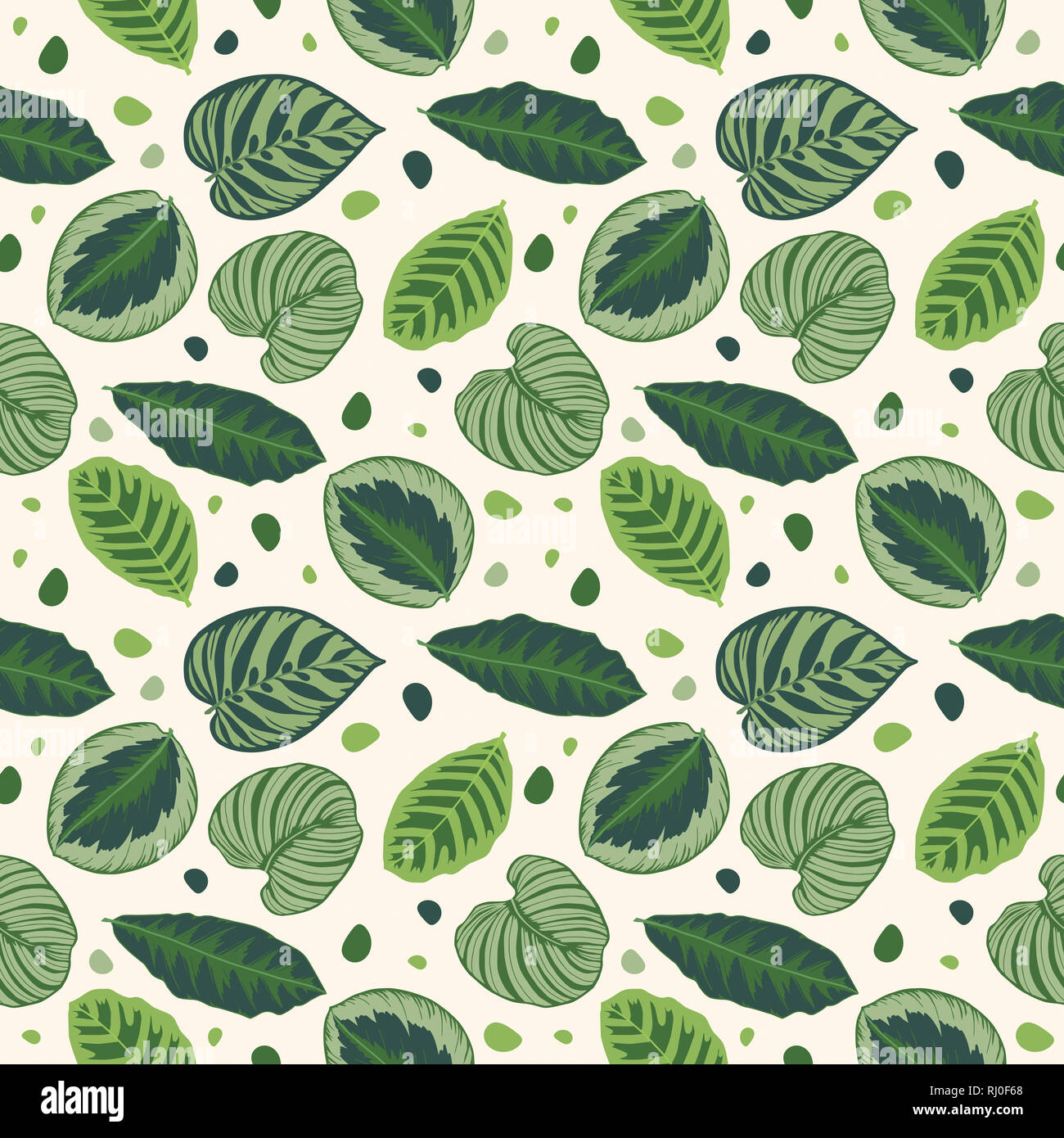 Feuilles tropicales illustration graphique transparente avec motif feuilles de prière Calathea vert sur fond blanc Banque D'Images