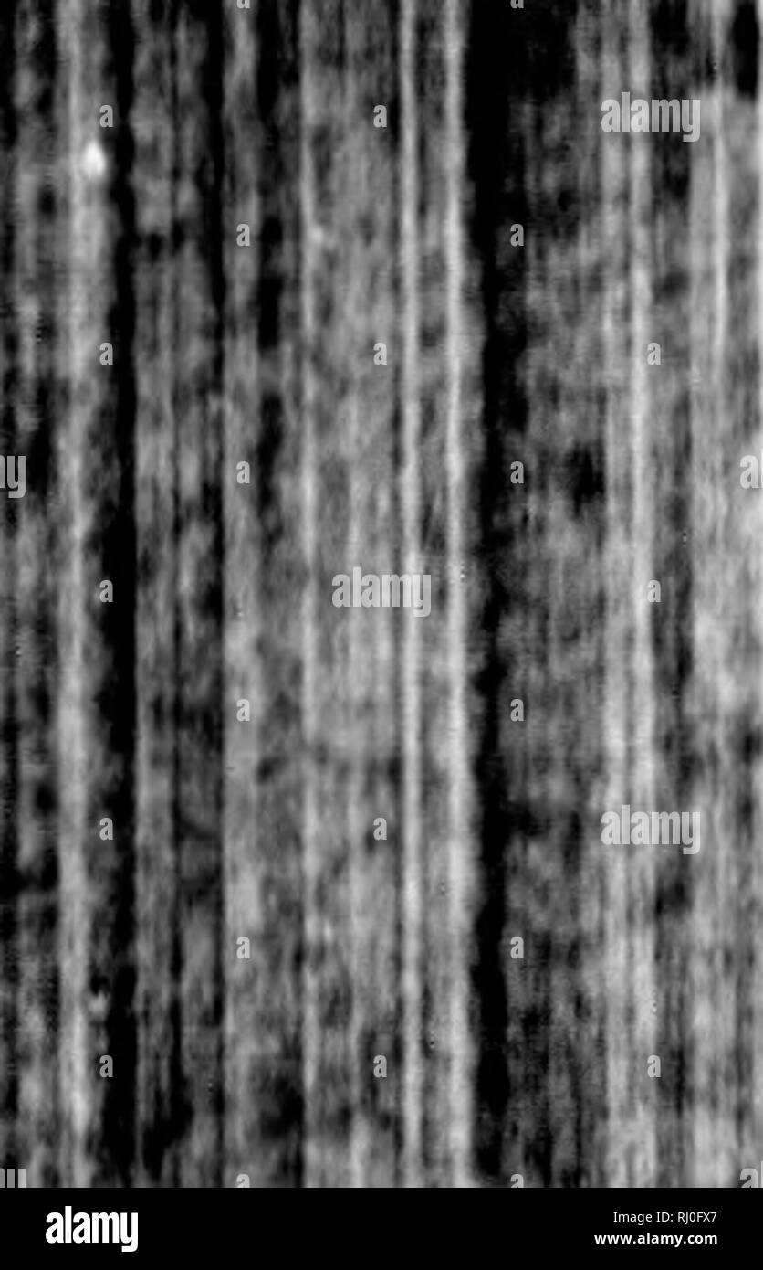 . Un voyage autour du monde dans les années 1785, 1786, 1787 et 1788 [microforme]. Boussole (frégate) ; Astrolabe (frégate) ; Boussole (Fréchette©gate), l'Astrolabe (Fréchette©gate) ; voyages à travers le monde ; les expéditions scientifiques ; voyages autour du monde ; ExpÃ©ditions scientifiques. 111' J'I.J 1 &lt;Â" â ¢ ' li I "â *. 1 :*1 ^ 2.^0 PT'ROrSE la traversée d'une plante est cultivée dans de la Nouvelle-Zélande, Ncvr Uliacemts tribu, connue sous le nom de New Zea- land Jhi.r. 1 liis le lin est faite de l'IUE dans ce pays dans le nianuf rureof^-*-- chiffon, ficelles, et ditfcrcnt articles de tissage. Le capitaine Cook amenés en Angleterre un g Banque D'Images
