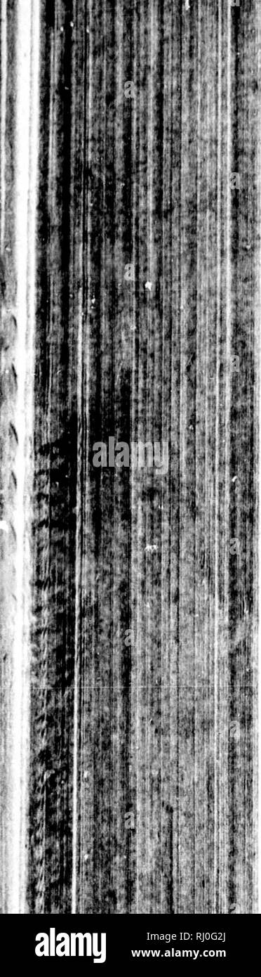 . Un voyage autour du monde dans les années 1785, 1786, 1787 et 1788 [microforme]. Boussole (frégate) ; Astrolabe (frégate) ; Boussole (Fréchette©gate), l'Astrolabe (Fréchette©gate) ; voyages à travers le monde ; les expéditions scientifiques ; voyages autour du monde ; ExpÃ©ditions scientifiques. La PlM'li. Â 'llll . Â¥  %:t ai4 LA PEROUSE*S VOYAGE thefe iflands des fer pour être friendfliip bofpltable fenfible à,, humain, et généreux. Voir Troisième voyage de Cook, vol. mauvais, page 378, de l'ori- ginal. Confult Confiderations alfo le geogra- phiqucs et phyfiques de Philippe Buache, page c^j'^^ et autres. 45 La terre d'Yefo, ou Jeffb. Banque D'Images