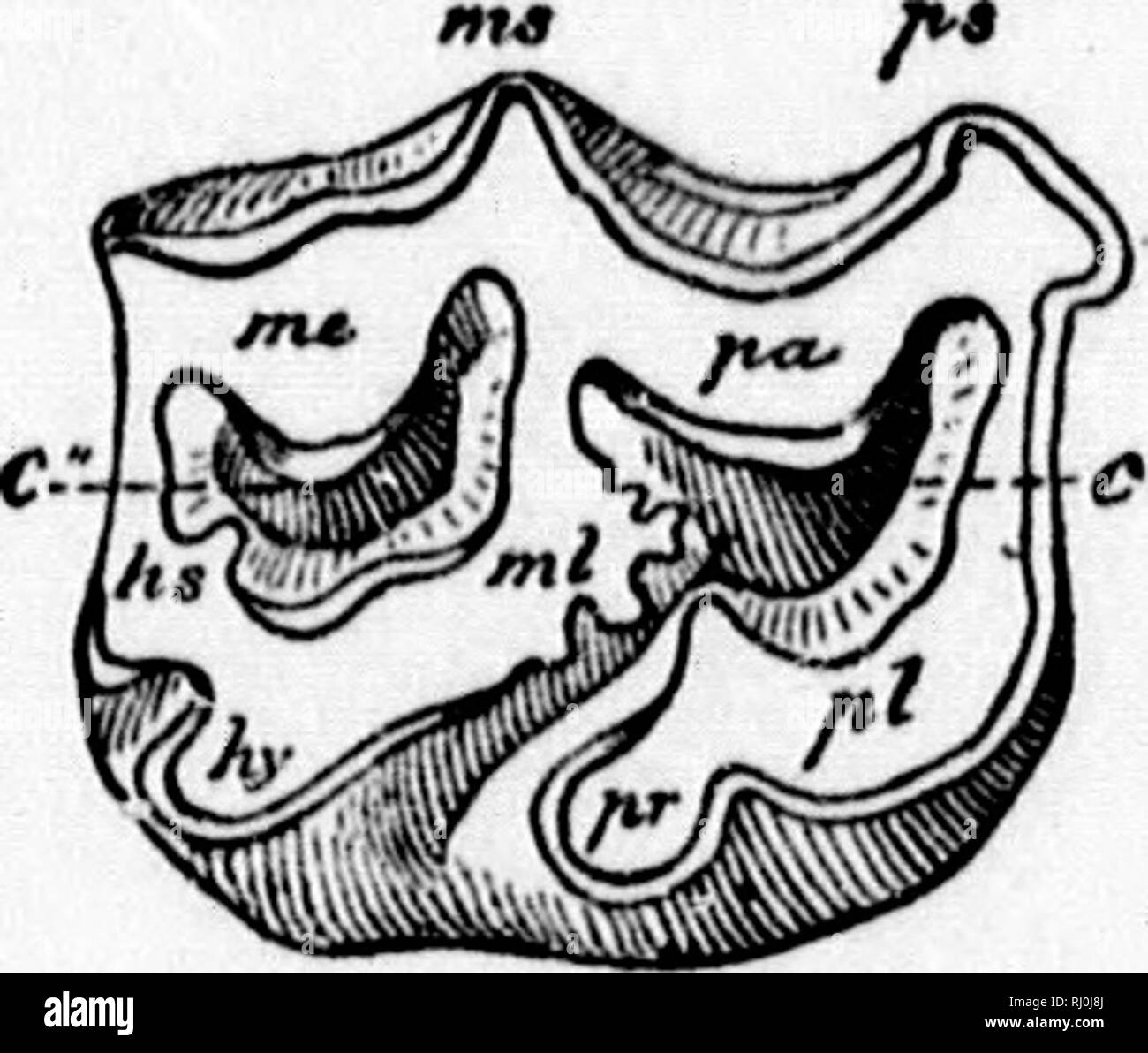 . La montée de l'mammalia en Amérique du Nord [microforme]. Les mammifères, les combustibles, les Mammifères Mammifères fossiles ; Mammifères. 24 LA MONTÉE DE L'MAMMALIA Avec couronnes carrés {ou triangulaires) et six cuspides conique au-dessus et au-dessous les molaires des Artiodactyles et Perisso dactyl- Herbivora ont terminé leur première période constructive à cette période, et a commencé à leur modernisation. De ce point wc dnect notre attention sur les nombreuses combinaisons de trois ou quatre formes assumées par ces cônes simples. L'important maintenant est de déterminer à quelle période ces combinaisons ont été établies, car il n'y a wid Banque D'Images