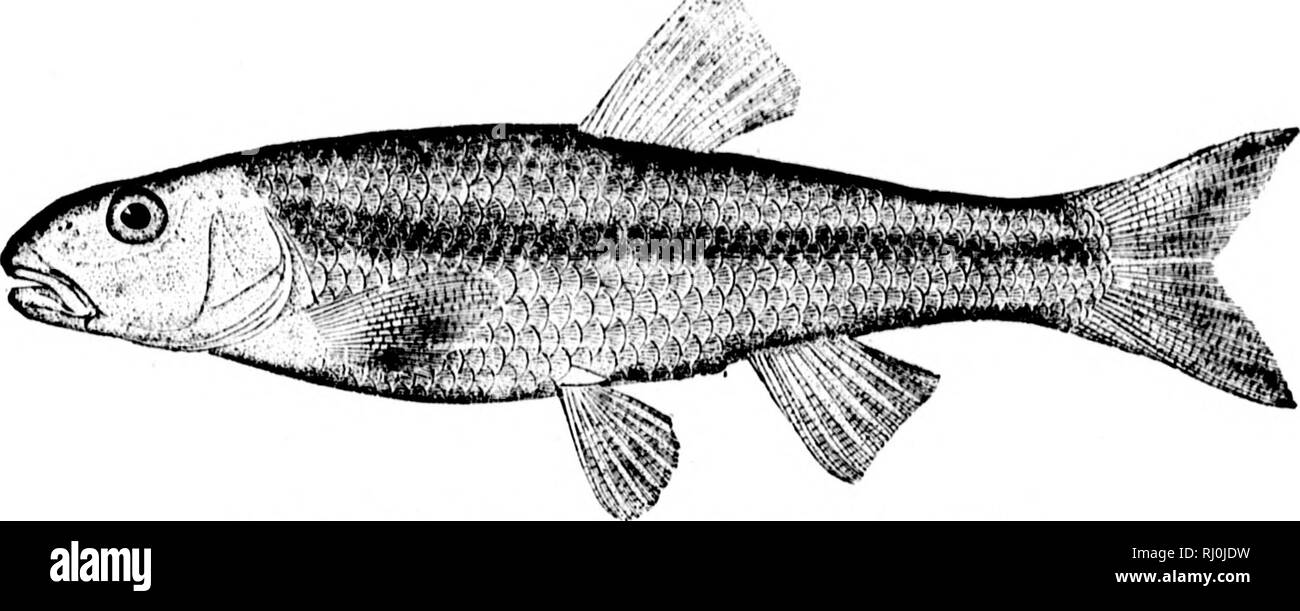 . Poissons américains [microforme] : un traité sur le jeu populaire et de l'alimentation des poissons d'Amérique du Nord, avec une référence particulière à des habitudes et modes de capture. Poissons ; Pêche ; poissons ; pêche sportive. 422 AMERJCAX ISIIES ^, J'ai ''Il serait sc cm que bt-Ilnglaml forc est venu en Amérique ce wonl kretan hostel devenir" associé à une idée d'un tel de^M'ee que le poisson, la petite ^ognathiis renins. Ciudgeon à pêche maison relais et dans les environs est un sport favori de la Baltimore personnes en avril. (Le iudgeons puis monter le Patapsco, pour frayer et sont prises en grand nombre avec le plus beau de Banque D'Images