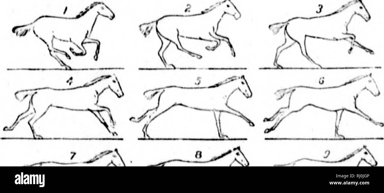 . Des études dans l'art de l'anatomie [microforme] : les animaux étant une brève analyse des formes visibles des mammifères et oiseaux plus familiers ; conçues pour l'usage des sculpteurs, peintres, illustrateurs, les naturalistes et les taxidermistes. Les animaux dans l'art ; peinture et l'illustration des animaux, les mammifères, les oiseaux, animaux dans l'art ; Peinture et illustration d'animaux ; MammifÃ¨res ; Oiseaux. 4^ fSf â 97  % "" p. 100 à r 2^^ . :Â£ v     %Cn /'jv-r) ?t^ J'LATI- âTHIi HOKSK : XG.DANS UN TROT'MOTIONâ niK1&gt ; TIIK UACK. 2^^ ^ rs K : 1/^^ : - r -^ «^ v /.L .^'. W : fi&gt ;^ ^ ^^, Â"^ '^^^ Â£-V^. &Gt ;^7 !ir :&gt ;"{ ' %y Banque D'Images
