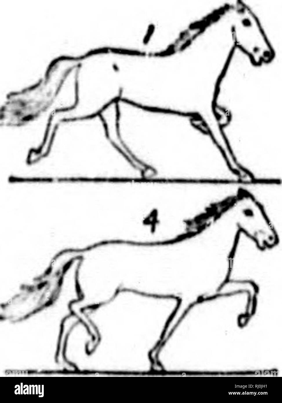 . Des études dans l'art de l'anatomie [microforme] : les animaux étant une brève analyse des formes visibles des mammifères et oiseaux plus familiers ; conçues pour l'usage des sculpteurs, peintres, illustrateurs, les naturalistes et les taxidermistes. Les animaux dans l'art ; peinture et l'illustration des animaux, les mammifères, les oiseaux, animaux dans l'art ; Peinture et illustration d'animaux ; MammifÃ¨res ; Oiseaux. J'L.vn- : xxxix -Tiiii iiorsk motiox-tiik en marche et tui- amblk ;.. 4^ fSf â 97  % "" p. 100 à r 2^^ . :Â£ v     %Cn /'jv-r) ?t^ J'LATI- âTHIi HOKSK : XG.DANS UN TROT'MOTIONâ niK1&gt ; TIIK UACK. 2^^ ^ rs K : 1/^^ : - r -^ «^ v Banque D'Images