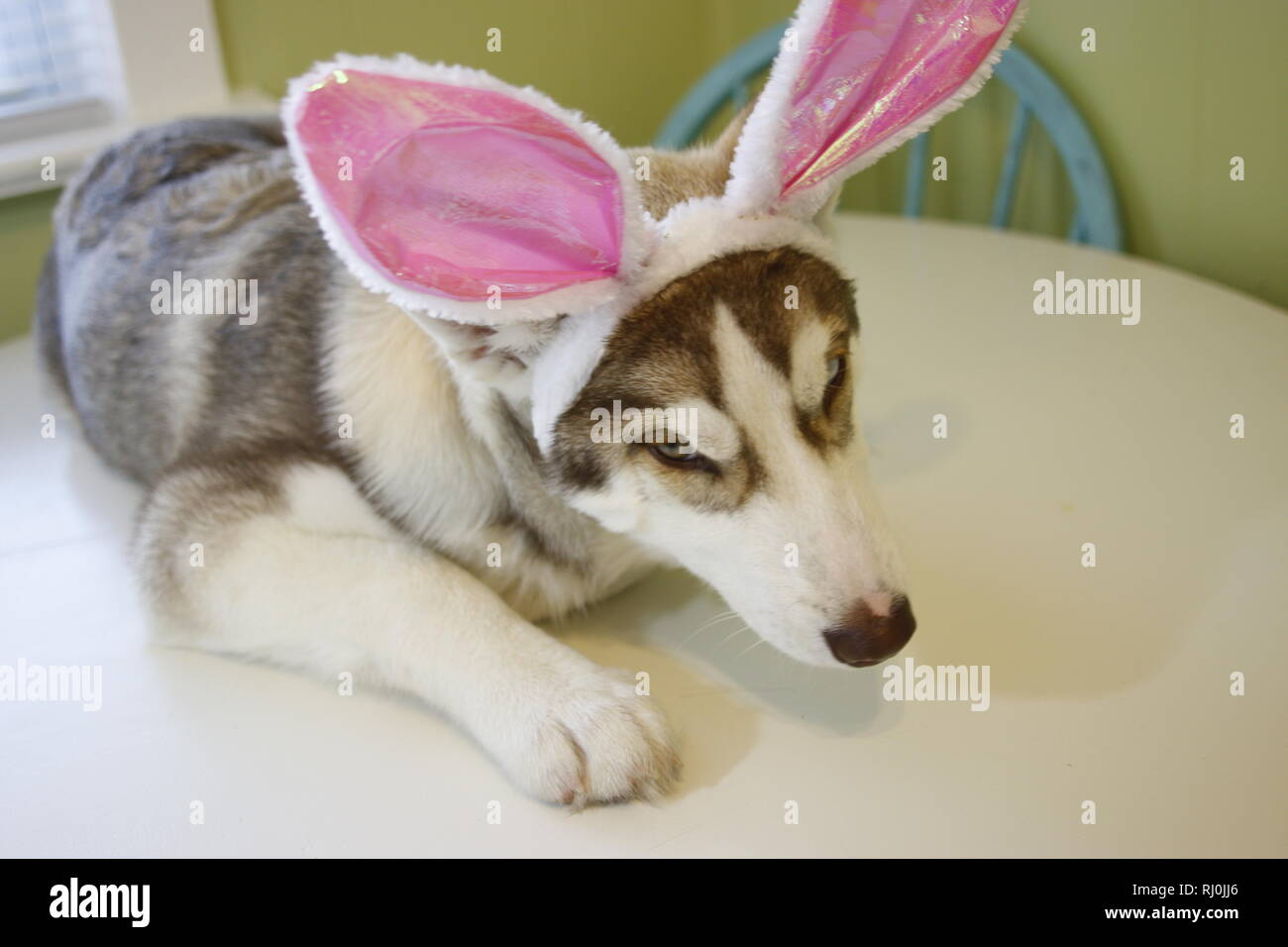 Un petit chiot Husky qui ressemble à ce qu'il peint des oeufs de Pâques avec oreilles de lapin.. Banque D'Images