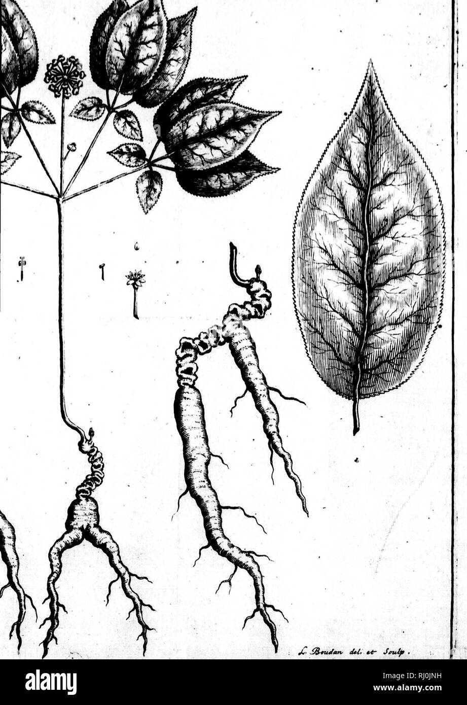 . MÃ©moire prÃ©sentÃ© Ã Son Altesse royale Monseigneur le Duc d'Orléans, régent du royaume de France [microforme] : concernant la prÃ©cieuse plante du gin-seng de la Tartarie, dÃ©couverte en Canada par le P. Joseph FranÃ§ois Lafitau, de la Compagnie de Jésus, missionnaire des Iroqouis du Sault Saint Louis. Ginseng Le Ginseng ; botanique ;, la botanique. ^inaÃ¹ ^m ft côte-yftna AenJroijtwÃ¹ Ãarent , UN-oauen,. Â ¢ Â" ^- C&amp ;^uJtav &lt;Ui-^Jeutfl Ã r .. Veuillez noter que ces images sont extraites de la page numérisée des images qui peuvent avoir été retouchées numériquement pour plus de lisibilité - coloration et l'aspect de ces Banque D'Images