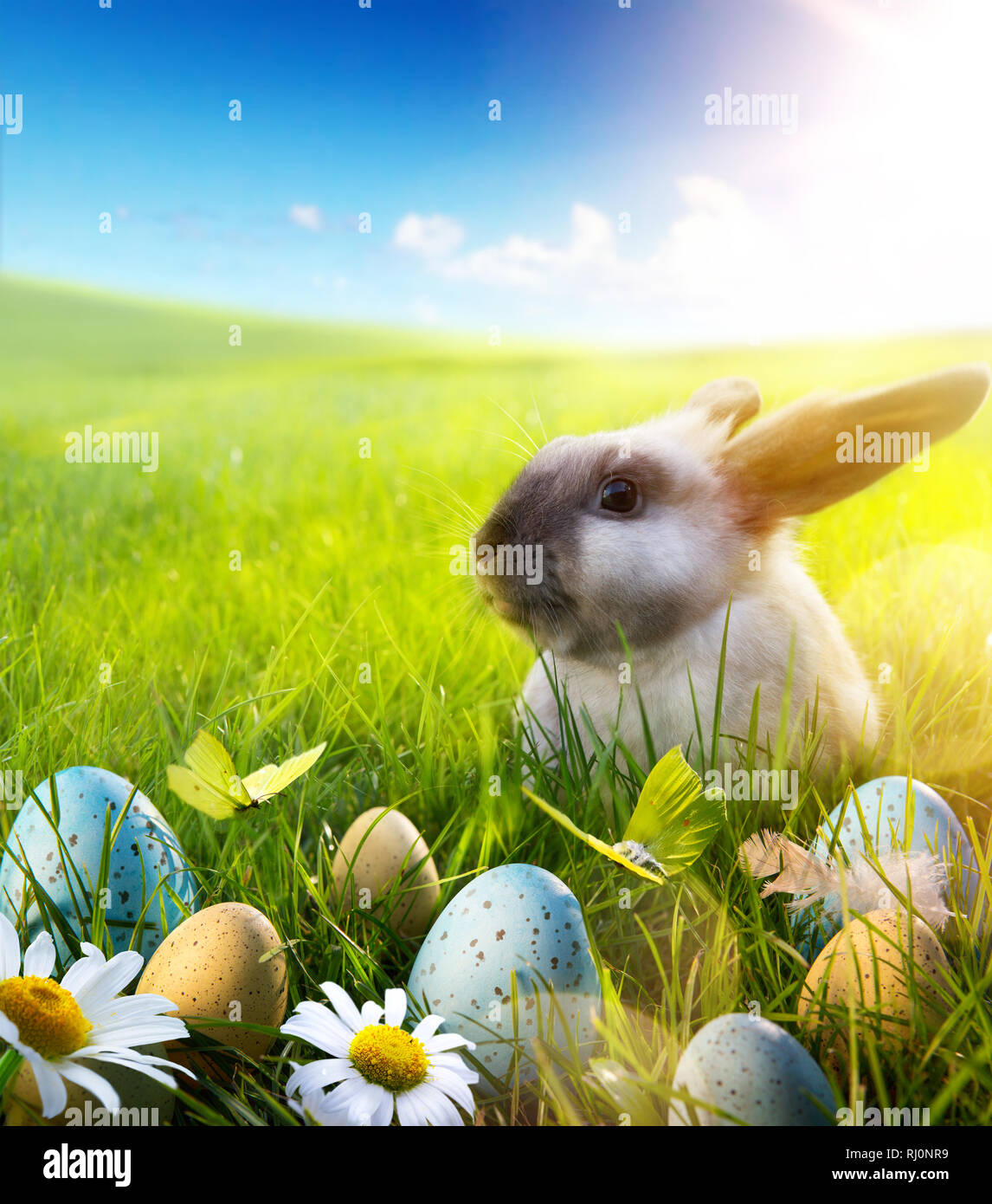 Lapin de Pâques avril ; bébé lapin et oeufs de pâques sur fleur de printemps Banque D'Images