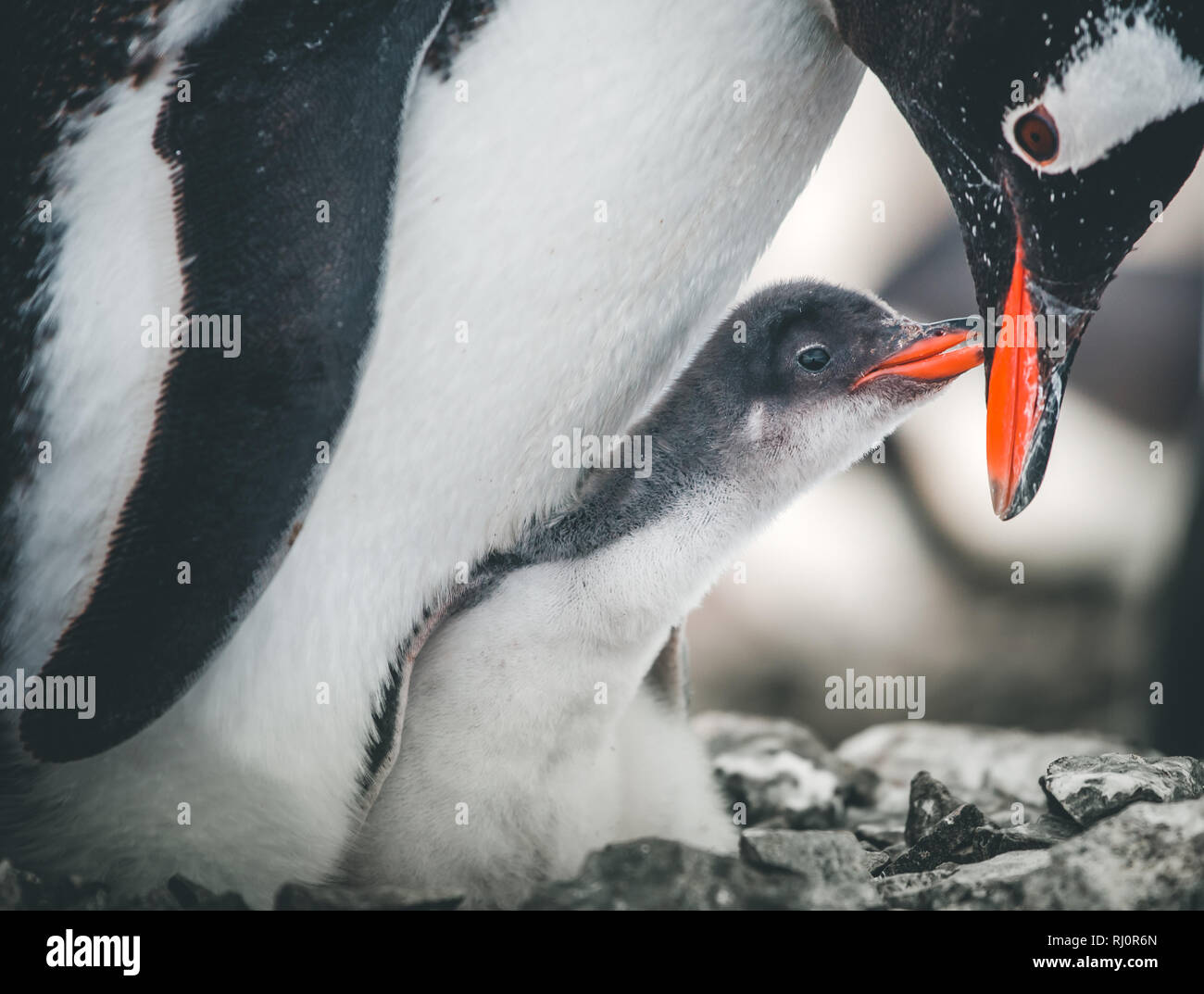 Close-up adulte et bébé pingouin. La faune de l'Antarctique. La mère penguin se préoccupe de l'enfant. Image noir et blanc avec des détails rouges. Le comportement de la faune sauvage. Jolie scène. Banque D'Images