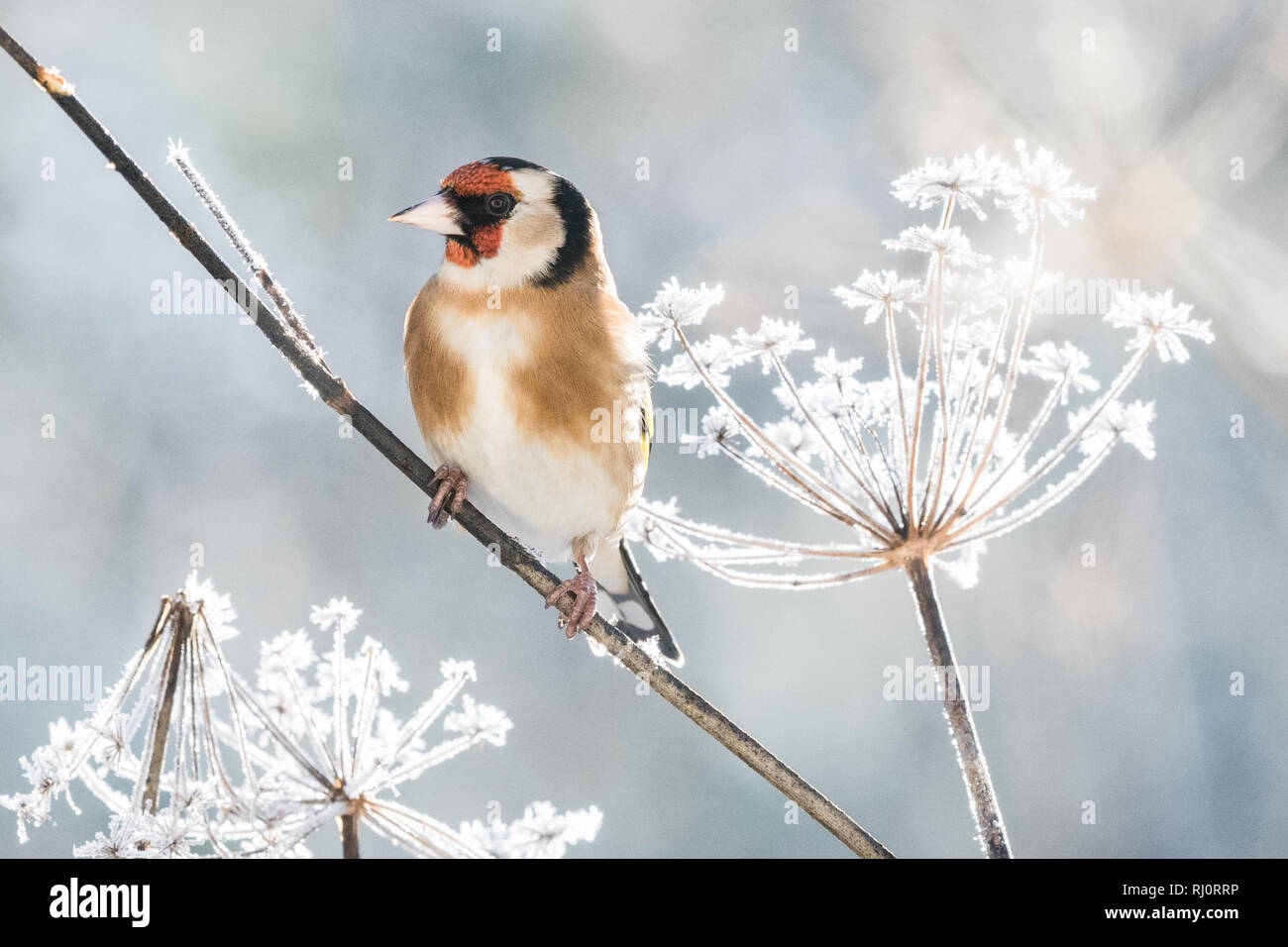 Chardonneret élégant - Carduelis carduelis - en hiver perché sur une belle plante fenouil couvert de givre - Écosse, Royaume-Uni Banque D'Images