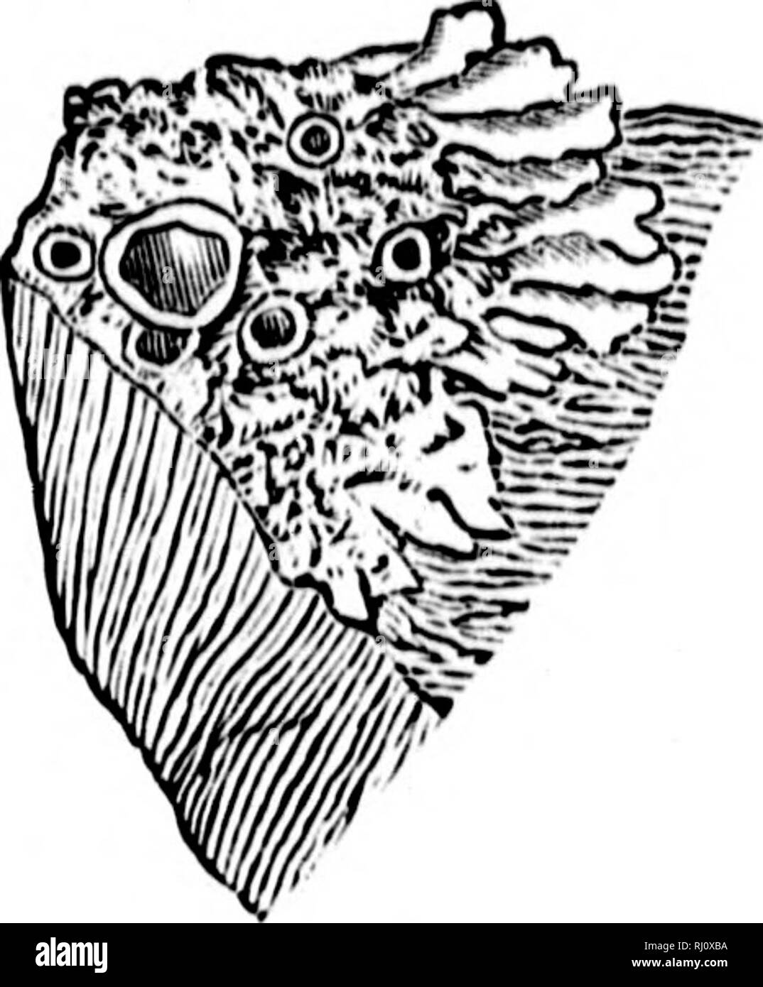. Les éléments structurels de la botanique [microforme] : avec référence spéciale à l'étude des plantes : auquel est ajouté une sélection de sujets d'examen. Anatomie végétale ; botanique ; botanique ; Botanique. Fij,'. 241). 351. Les lichens. Le RL-plimts donc 1h5 qui pousse sur l'écorce des arbres, sur les vieilles clôtures, rooks, (jr sur le gioiuid. Dans cxturnid Tliey largement diller j"ppeiiriinc ; c, le thalle ; le corps arrondi à l'siuninit lThoni apothèce. sont les6.) Fig. 250.-Une foliaceoug lichen sur une pierre ; grandeur nature. (Gris.) Fig. 251. -Section d'une apothèce. (Gris). Fig. 250.. S'il vous plaît pas Banque D'Images