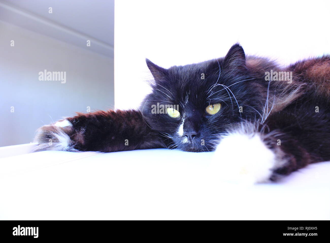 Museau de chat. Close-up. Museau de chat noir. Animal paresseux. Animal domestique Banque D'Images