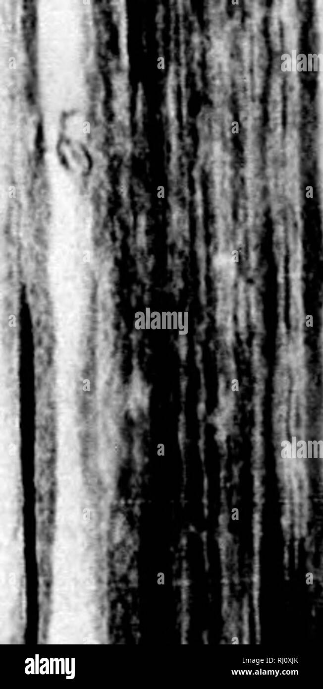 . Descriptif et historique des croquis des colonies des Maritimes de l'Amérique Britannique [microforme] / par J. McGregor. Les pêches, Pêches. Le Cap-breton. 117 i Le Grand 10 brasses entourent- lery, qui nbre gloom vaste et >ss de nobles à l'TUggedfiess uated id cette place l'Acadie et re pour Euro- l'Isthme ras d'or la direction bU, (en 1824) être Quld ion peu entre jntic par es à Cape dans d'un tel devenir l'id. ig entre la Nouvelle-Écosse avec les chevaux idians cany l'Agriculture tient, en général, mais un deuxième- ary place dans l'étude des habitants du Cap-Breton. La se Banque D'Images