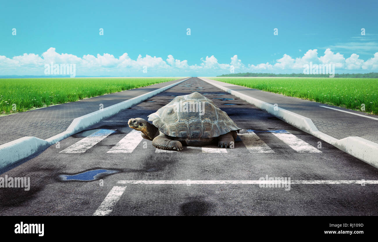 Turtle crossing route asphaltée. Photo & media concept créatif mixte. Banque D'Images